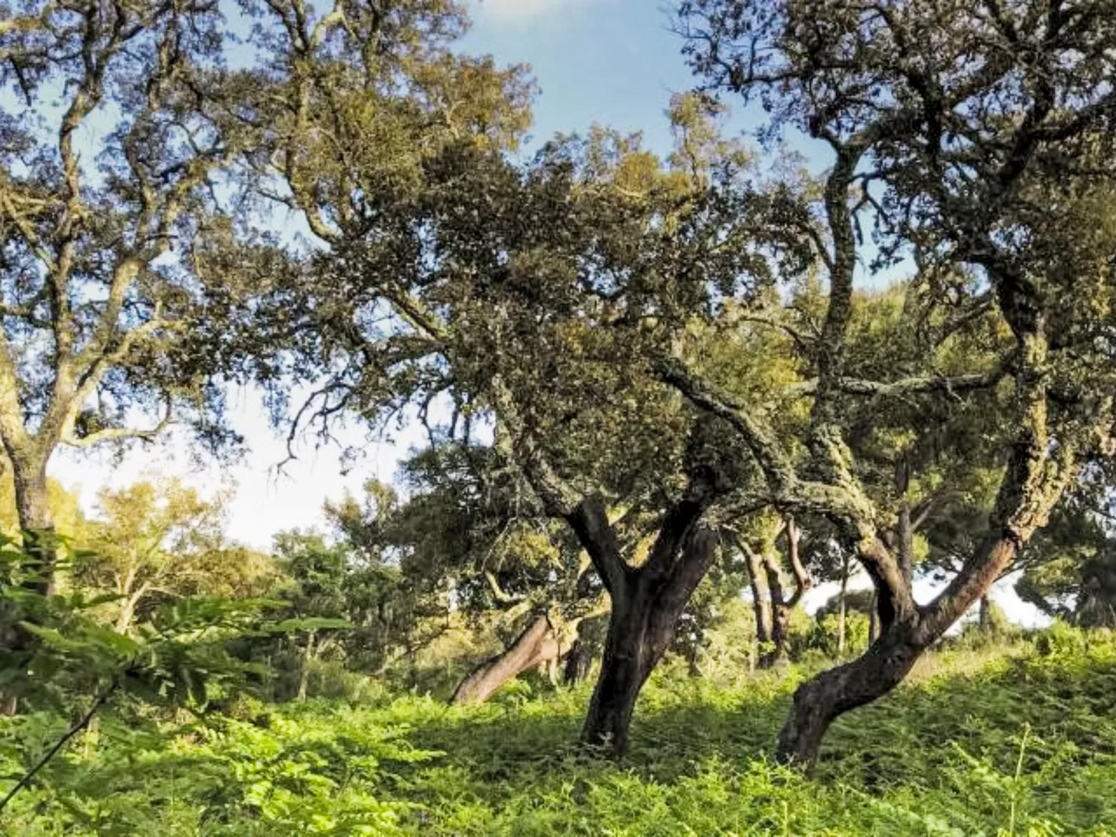 Herdade de Montalvo, Villa 60-Omgeving