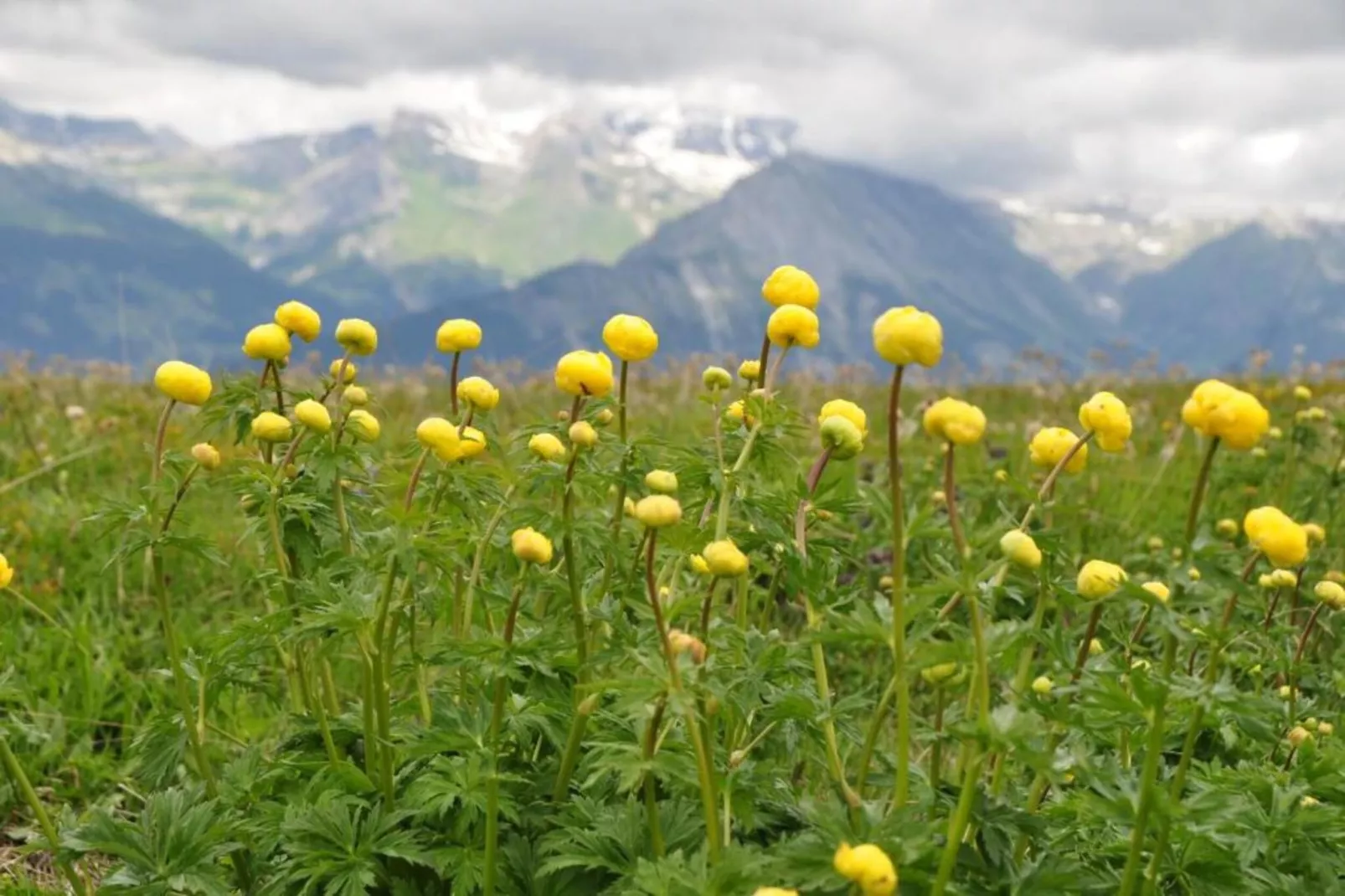 Mayens de l'Ours AZ 032 - MOUNTAIN apartment 6 p-Gebieden zomer 5km