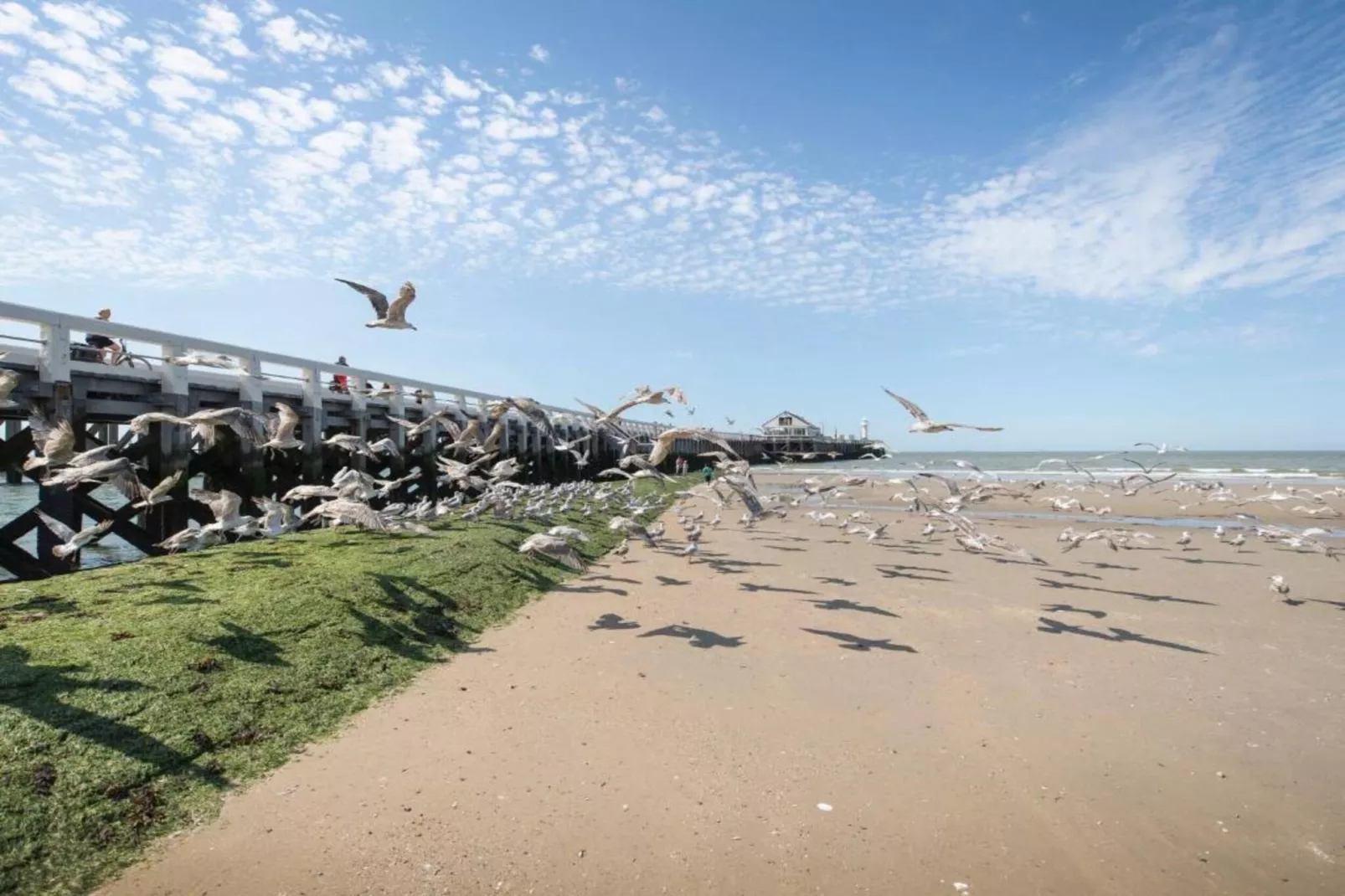 SEASIGHT - 31-Gebieden zomer 1km