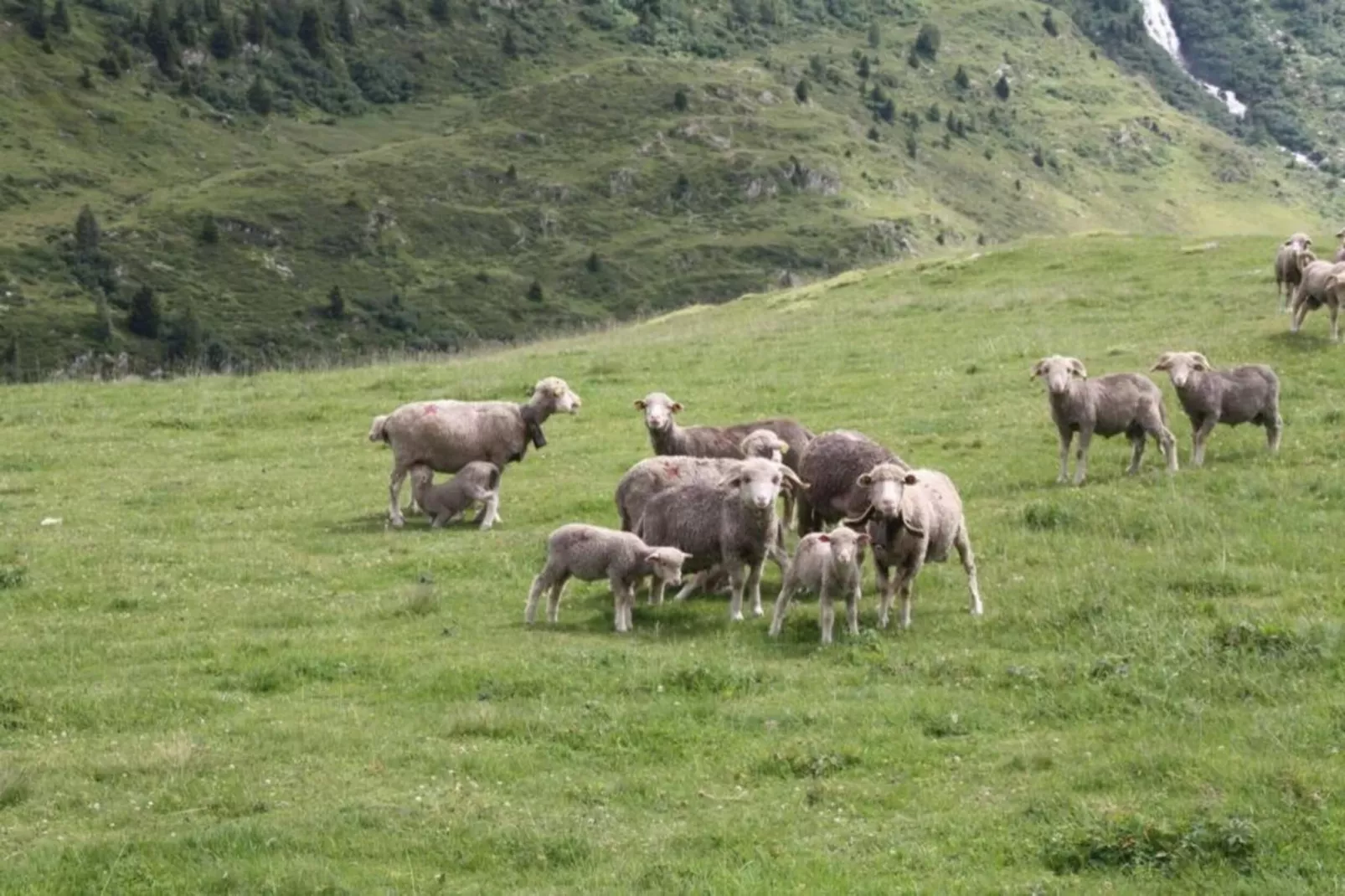 Les Grizzlis N°22 - 2P4-Gebieden zomer 20km