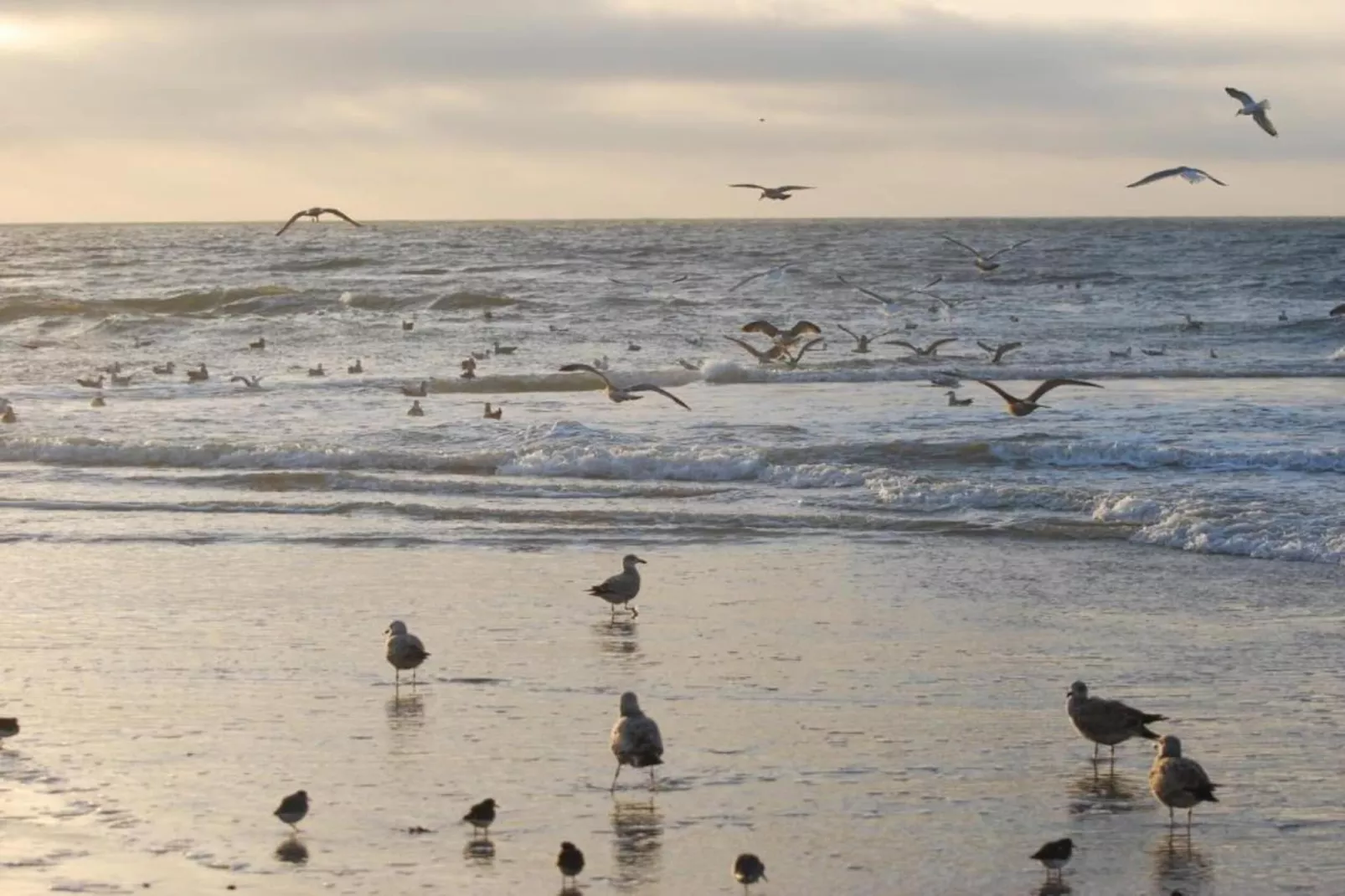 De Schelp 21-Gebieden zomer 5km