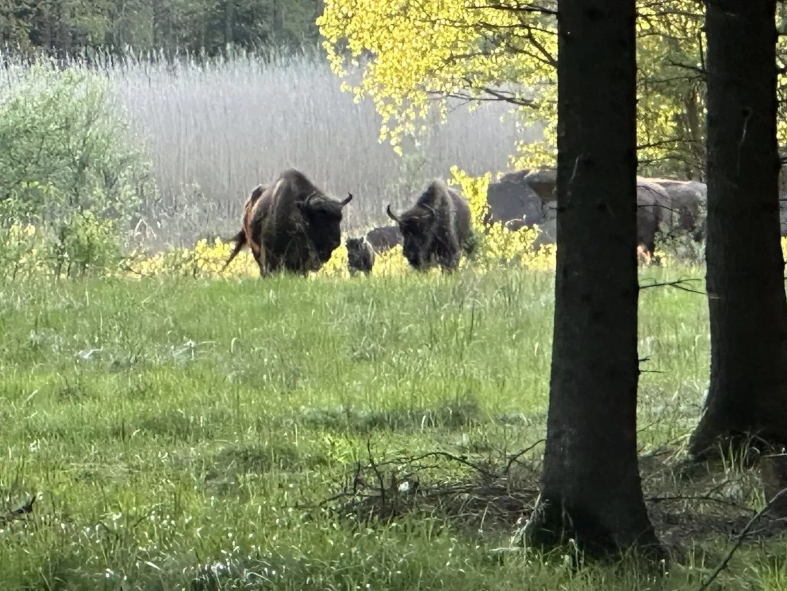 "Bengta" - 250m from the sea-Buiten