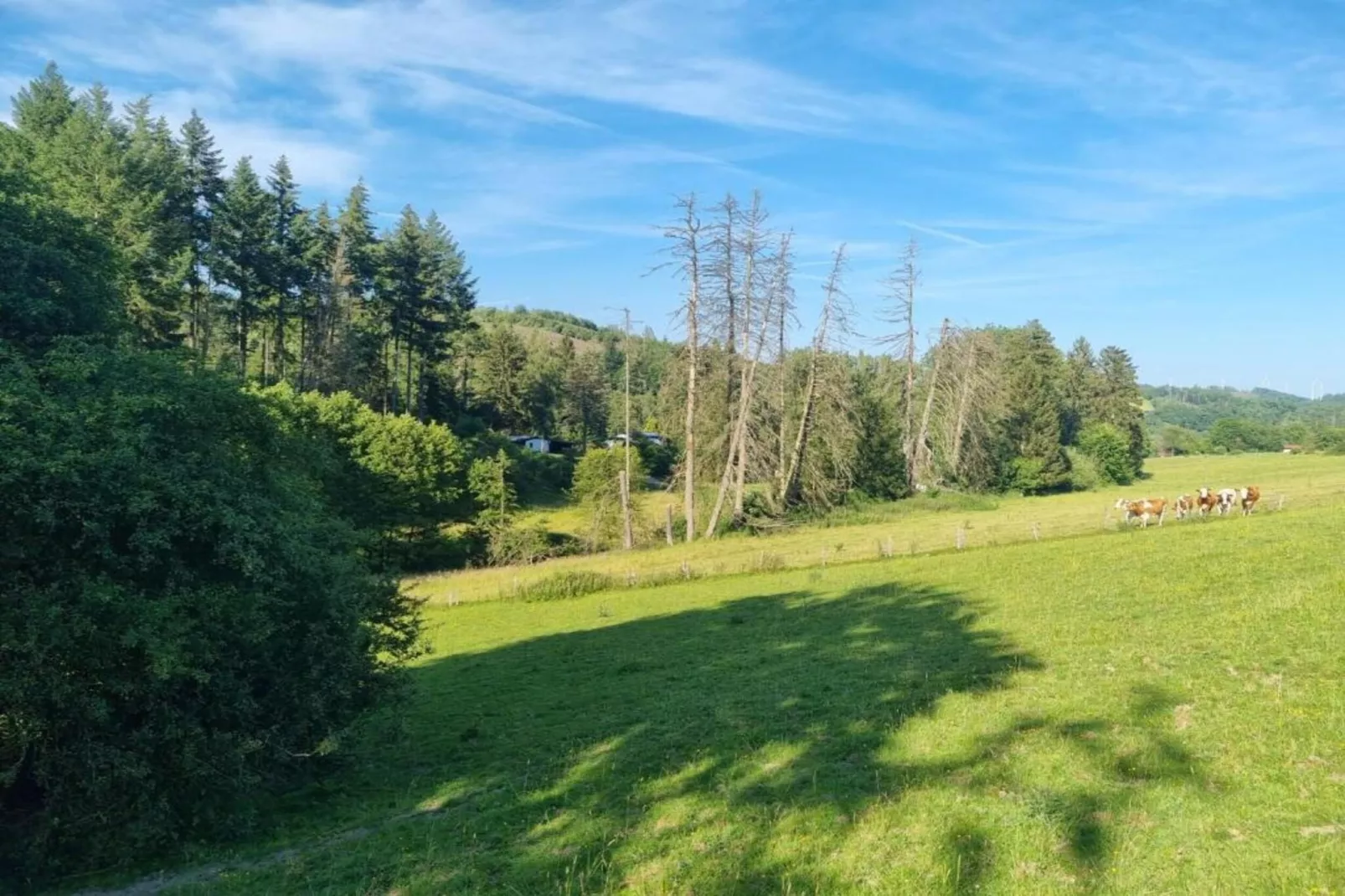Am Weiher-Gebieden zomer 5km