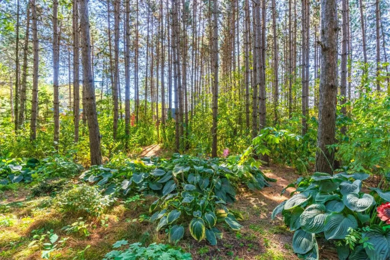 Turm zur Pfaffenley-Gebieden zomer 20km