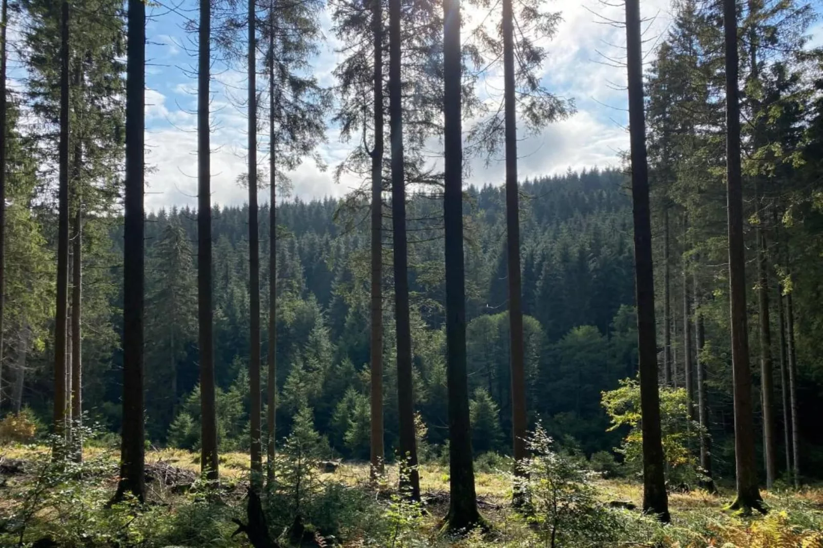 Bergresort Winterberg 1 - Gebieden zomer 20km