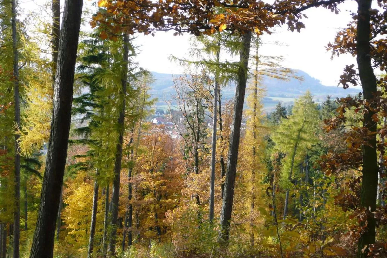 Am Wald-Gebieden zomer 20km