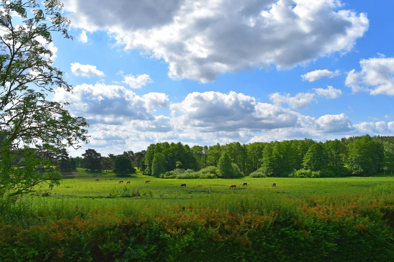 Doppelhaus Seepferdchen-Uitzicht zomer