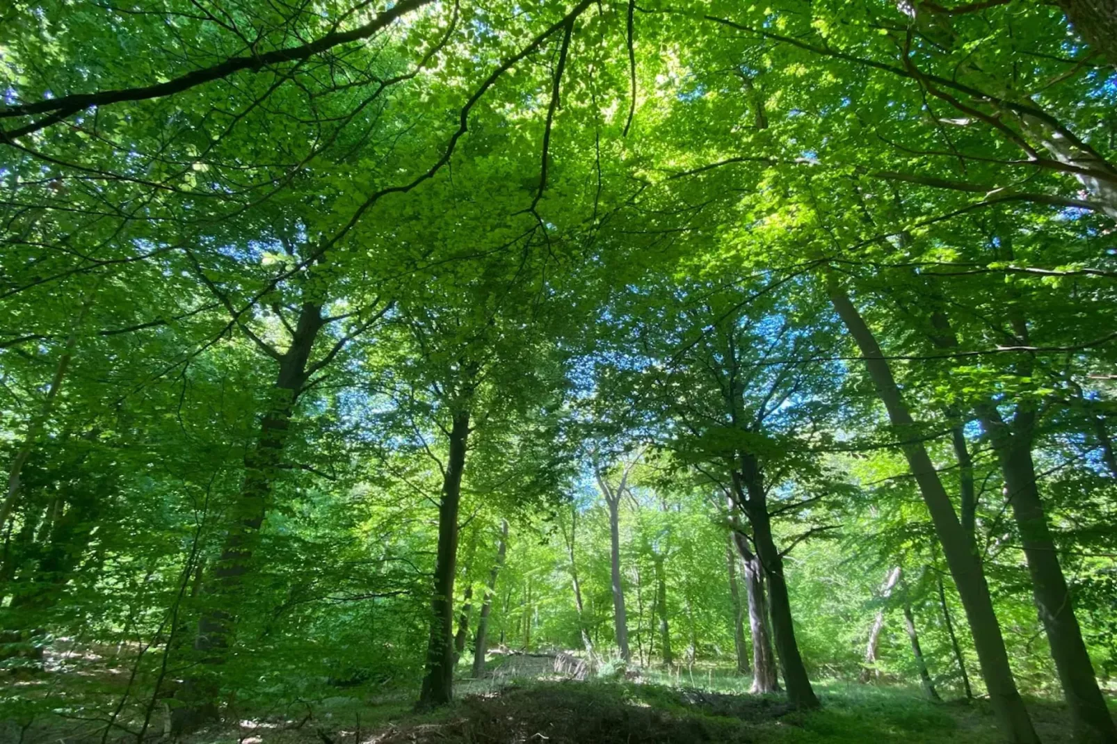 Haubenlerche 40-Gebieden zomer 5km