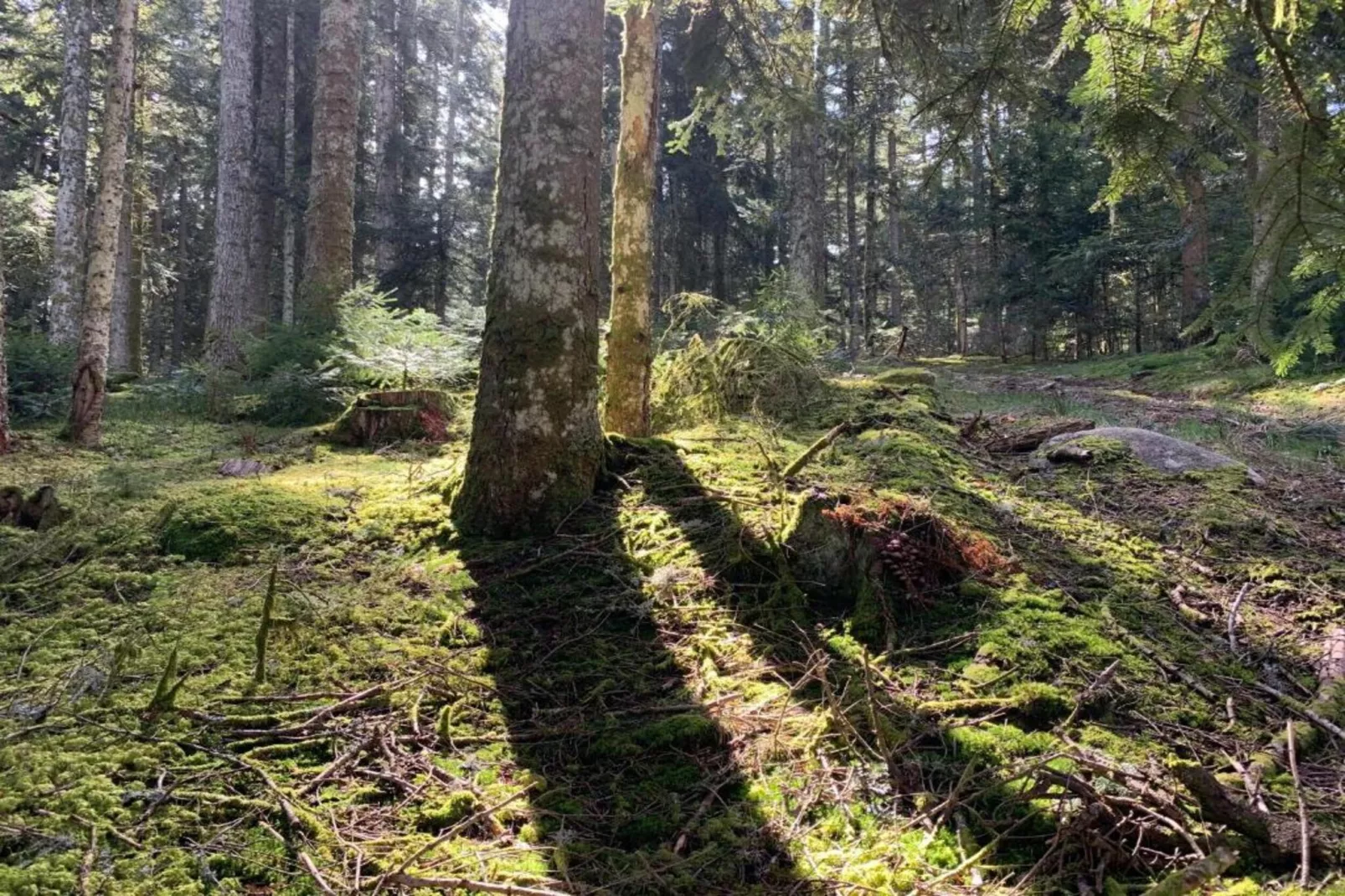 Gite -   SAUVAIN-Gebieden zomer 5km