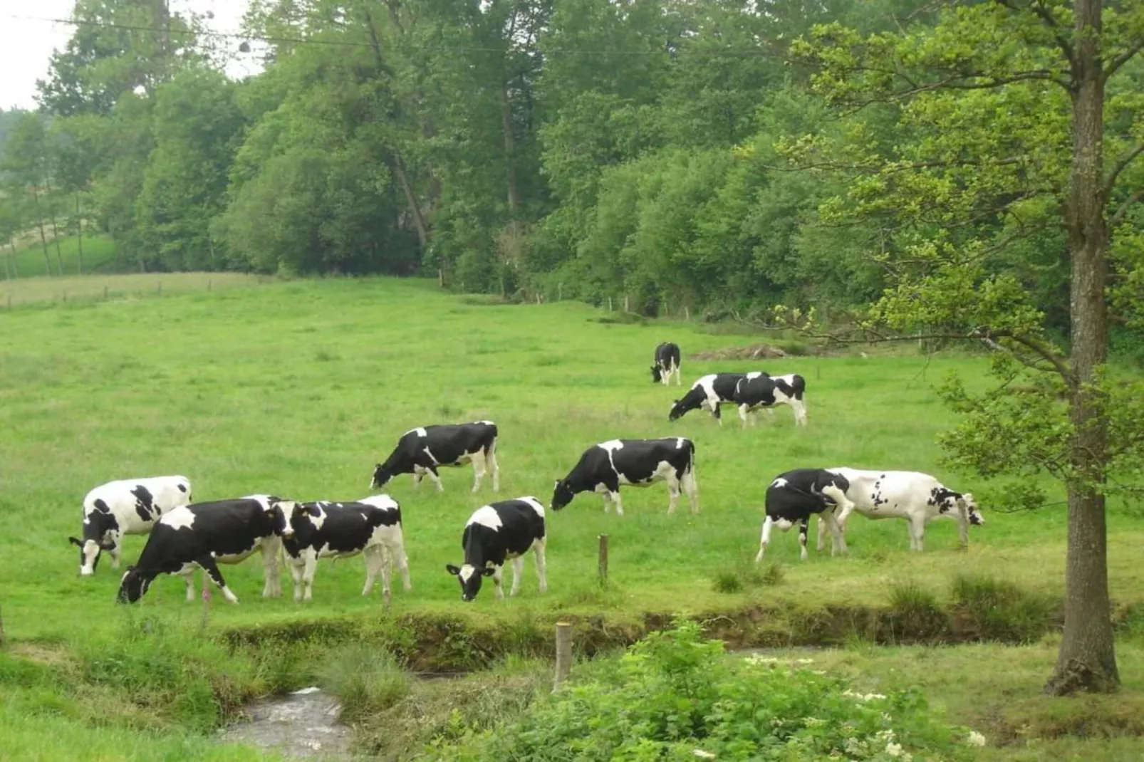 Heslonniere-Gebieden zomer 20km