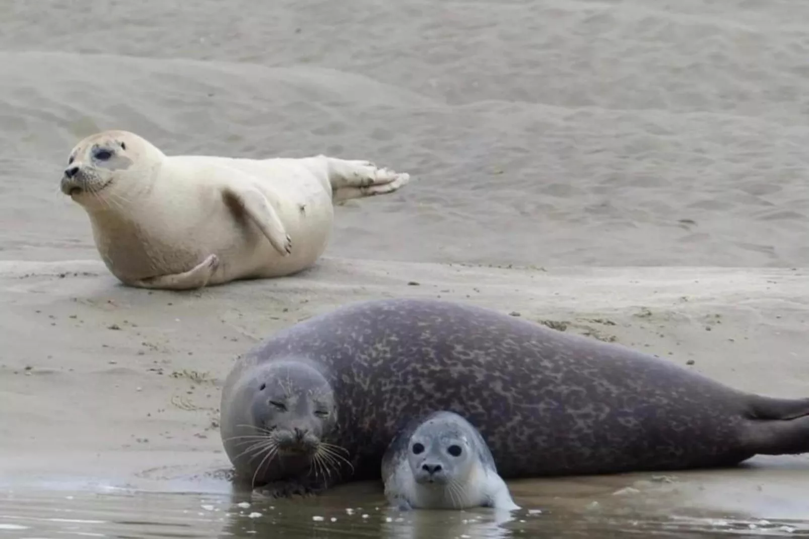 Berck sur Mer 5-Gebieden zomer 20km