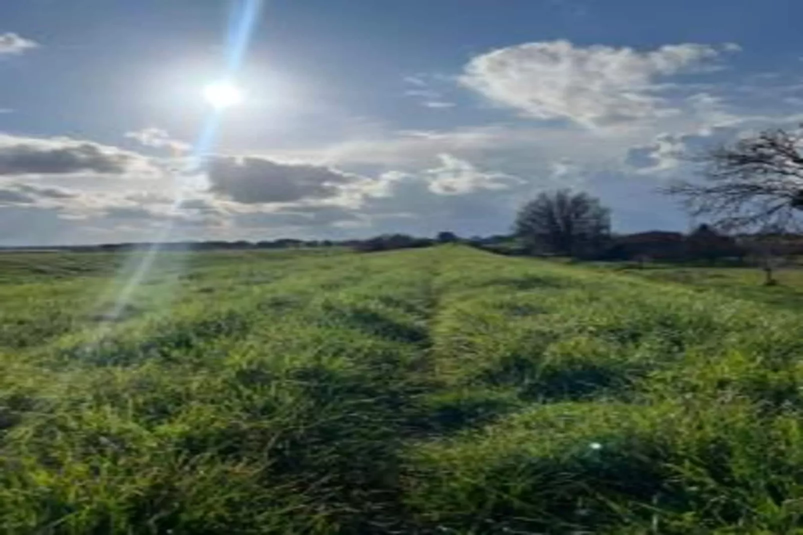 Orchidea-Gebieden zomer 20km