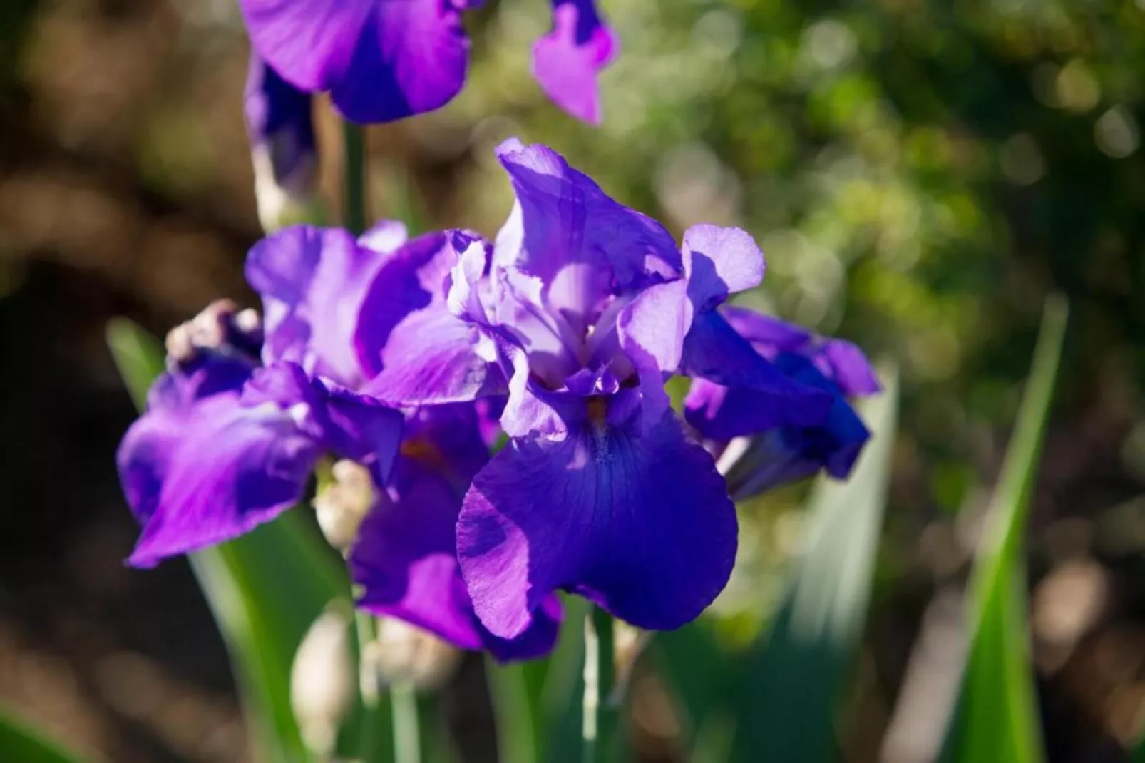 Villa i Pini-Gebieden zomer 20km