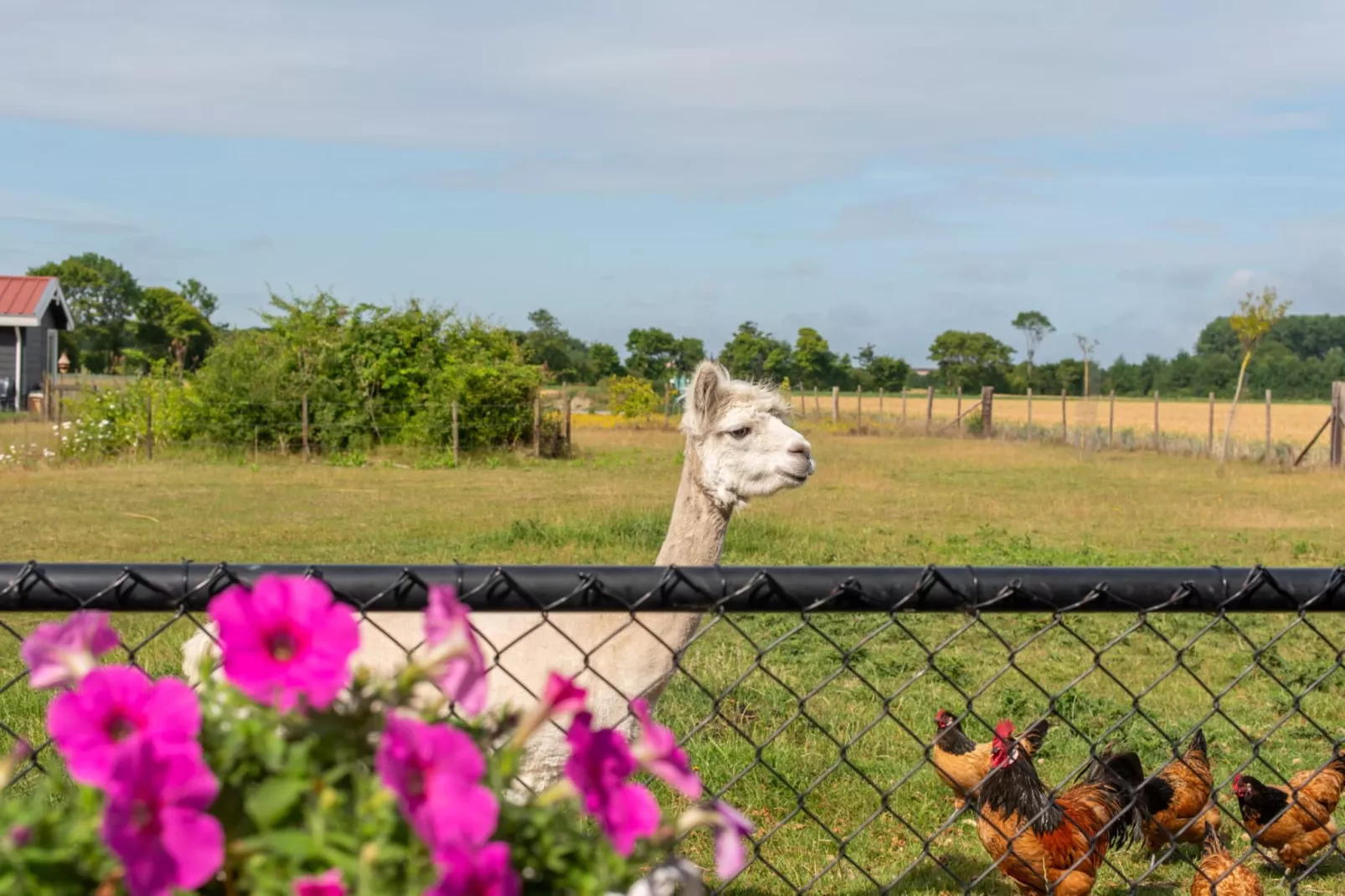 Vakantiehuis Groeneweg 3 'Jikkemien-Uitzicht zomer