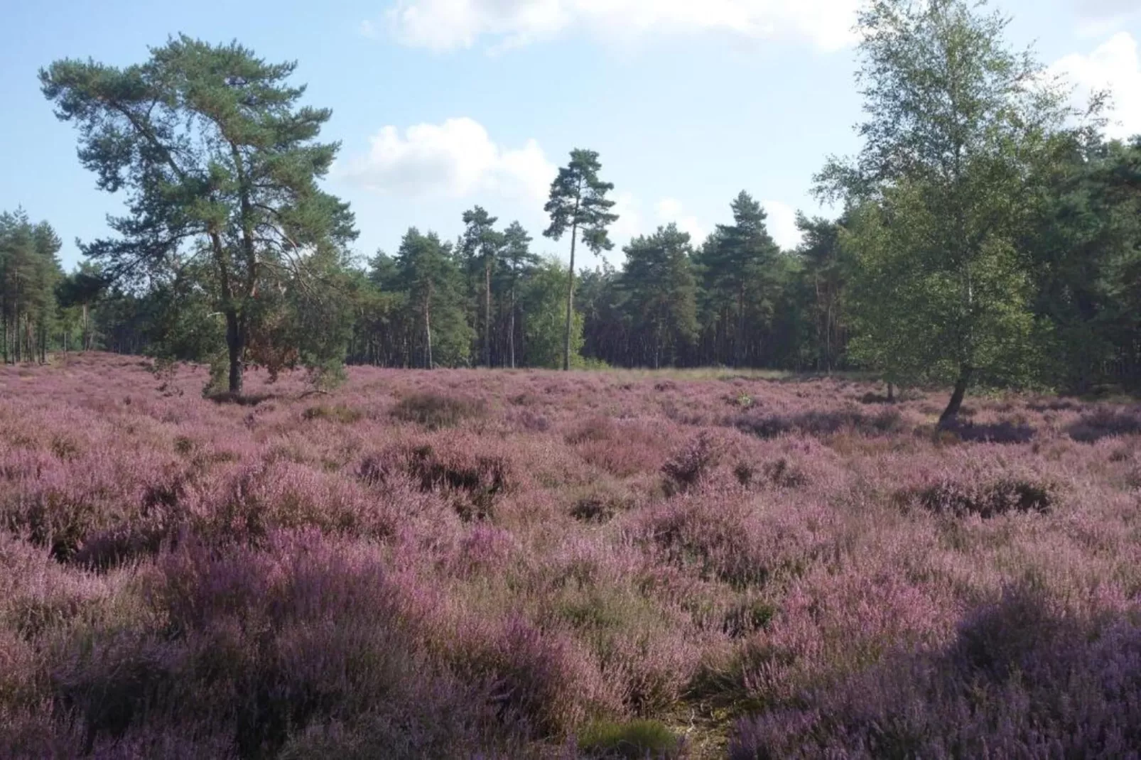 Recreatiepark Duinhoeve 1-Gebieden zomer 20km