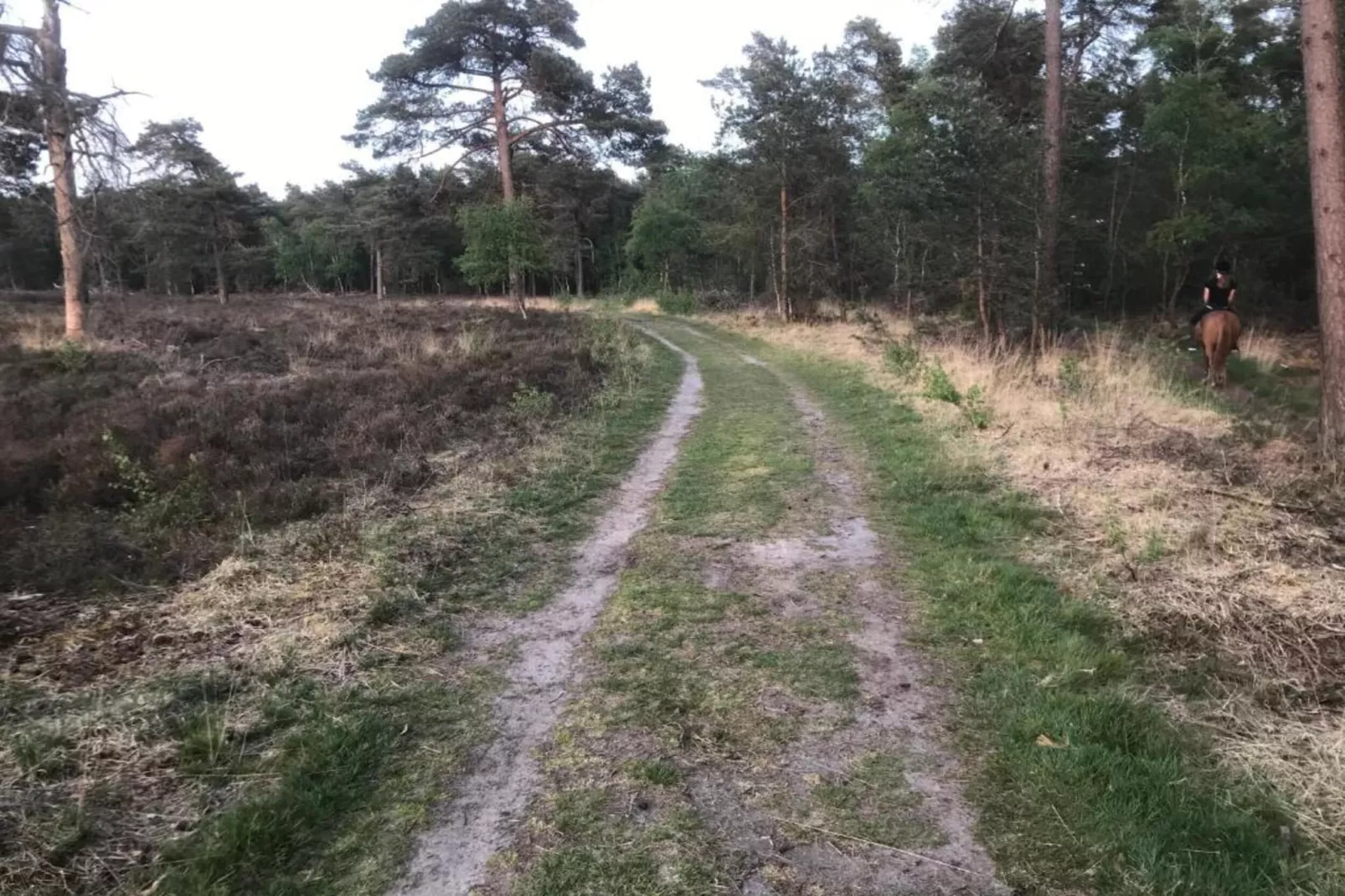 Recreatiebospark de Reehorst 2-Gebieden zomer 20km