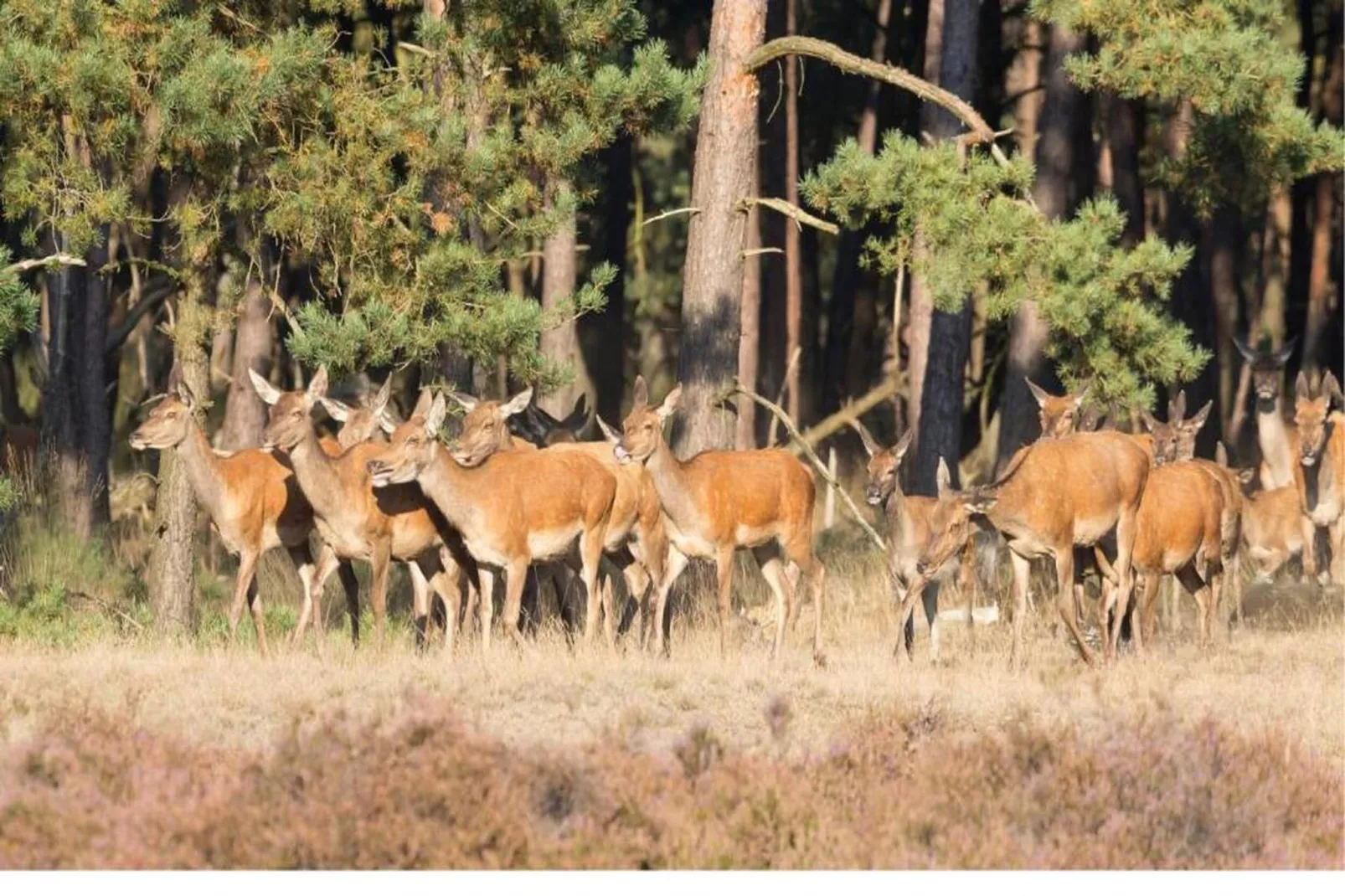 Bospark de Schaapskooi 8-Gebieden zomer 20km