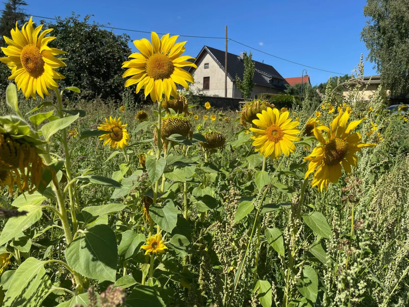 Parkblick-Buiten