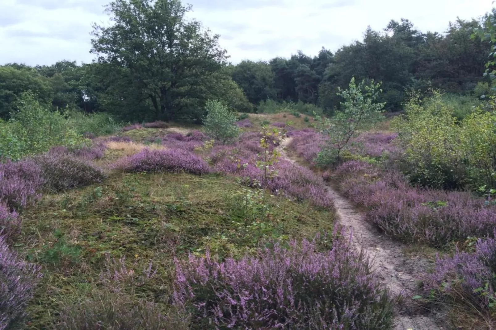 Vakantiepark Klein Vink 25-Gebieden zomer 20km