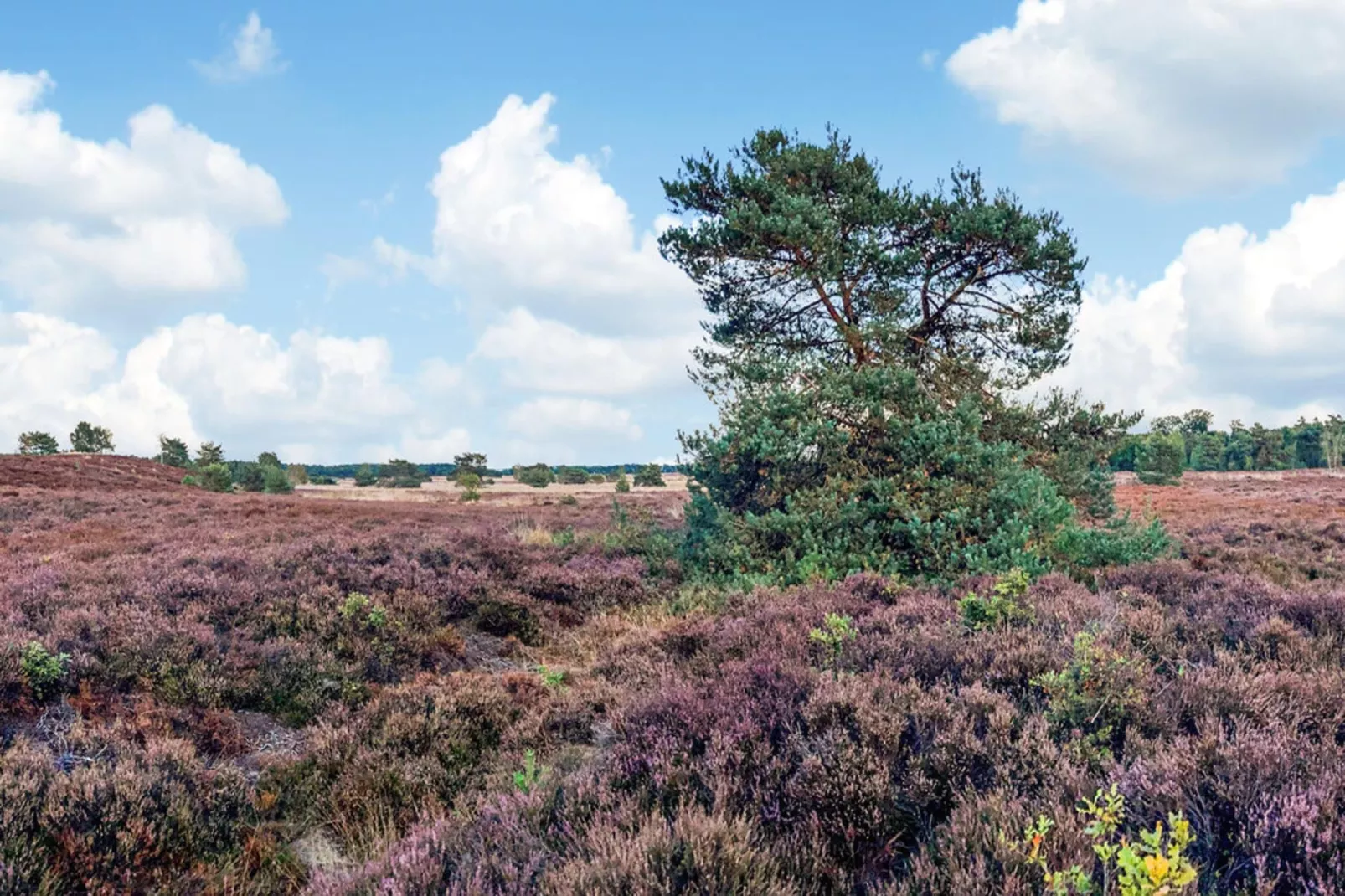 Dwergarend 17-15 - Gebieden zomer 20km