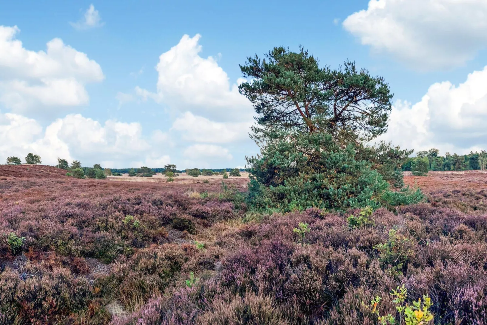 Dwergarend 17-34 - Gebieden zomer 20km