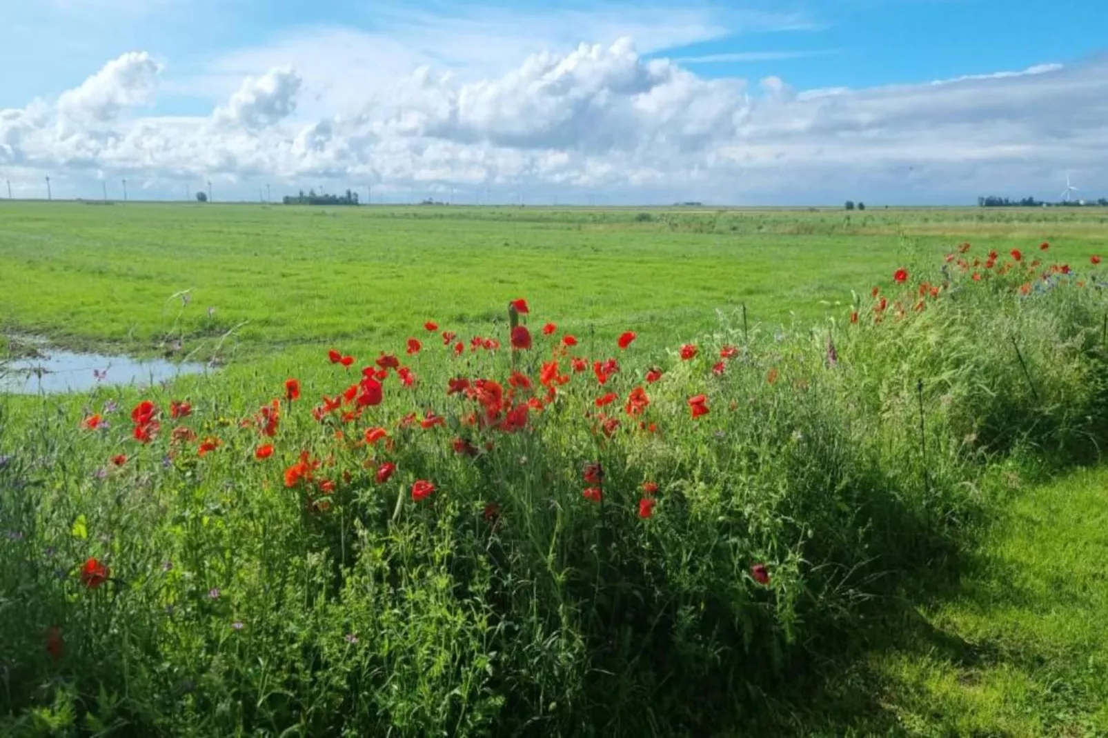 4-persoons bungalow Sondel 16-Gebieden zomer 5km