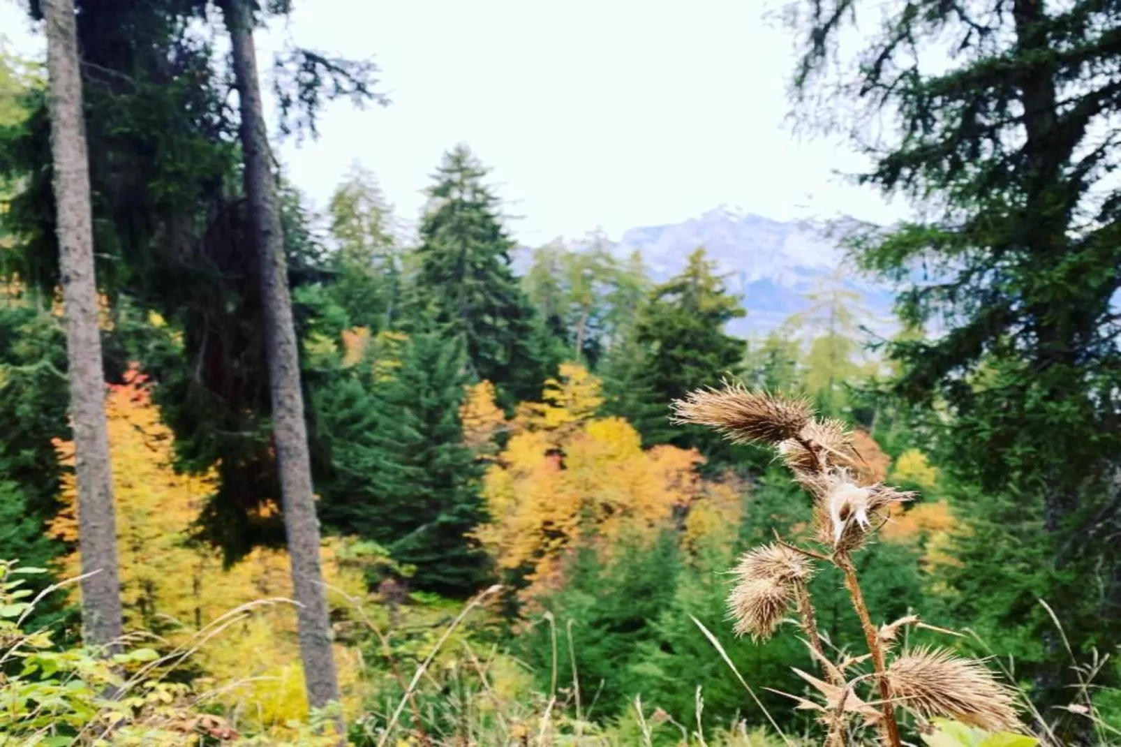 Fontanettaz V 014 - MOUNTAIN apartment 4 pers-Gebieden zomer 20km