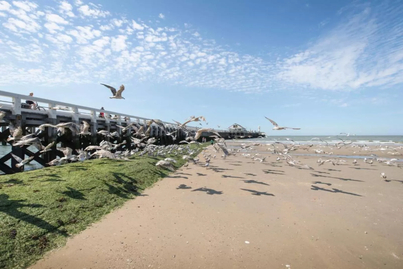 ALBATROS - 7A-Gebieden zomer 1km