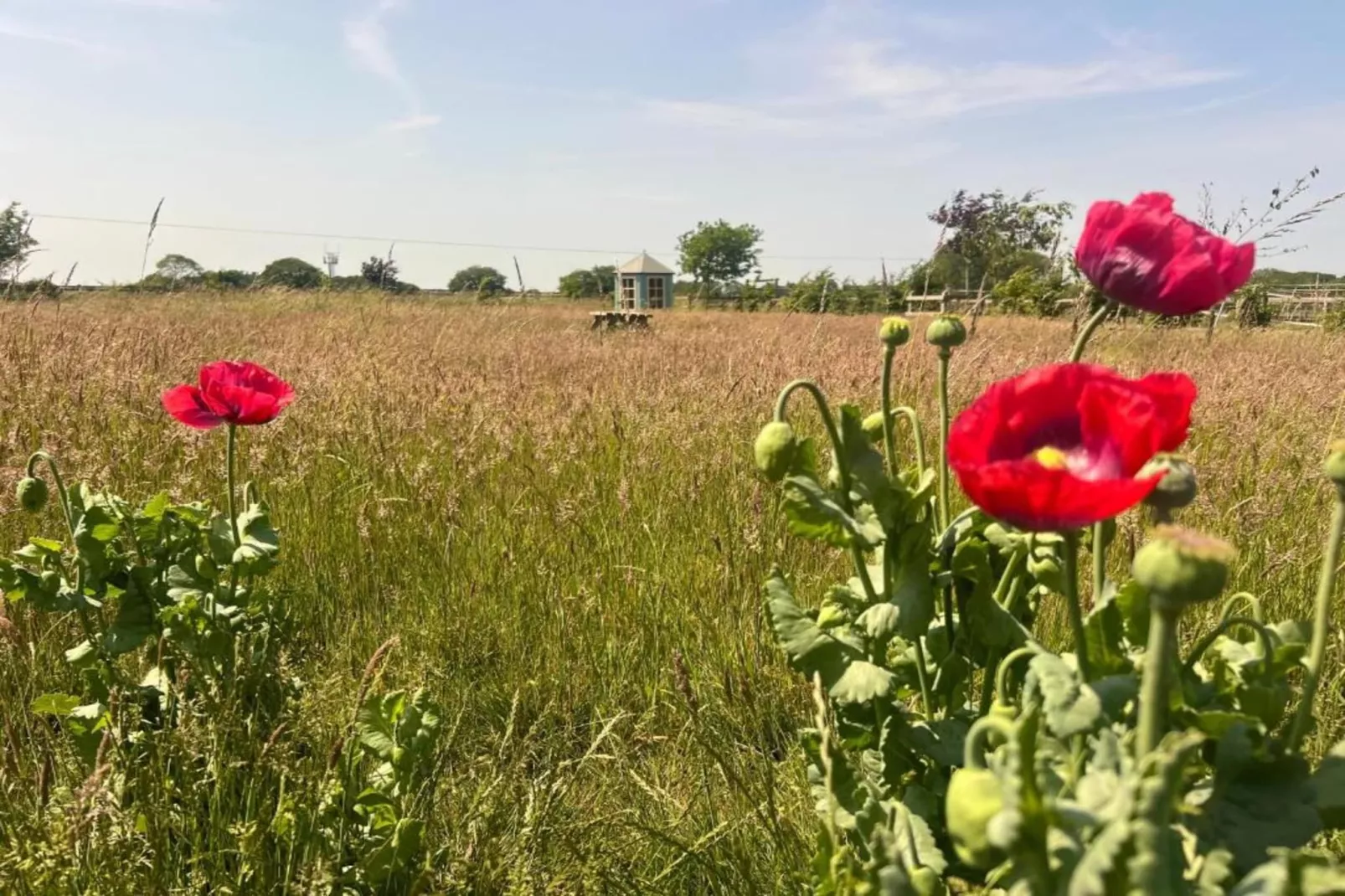 Iris Bell Tent-Gebieden zomer 20km