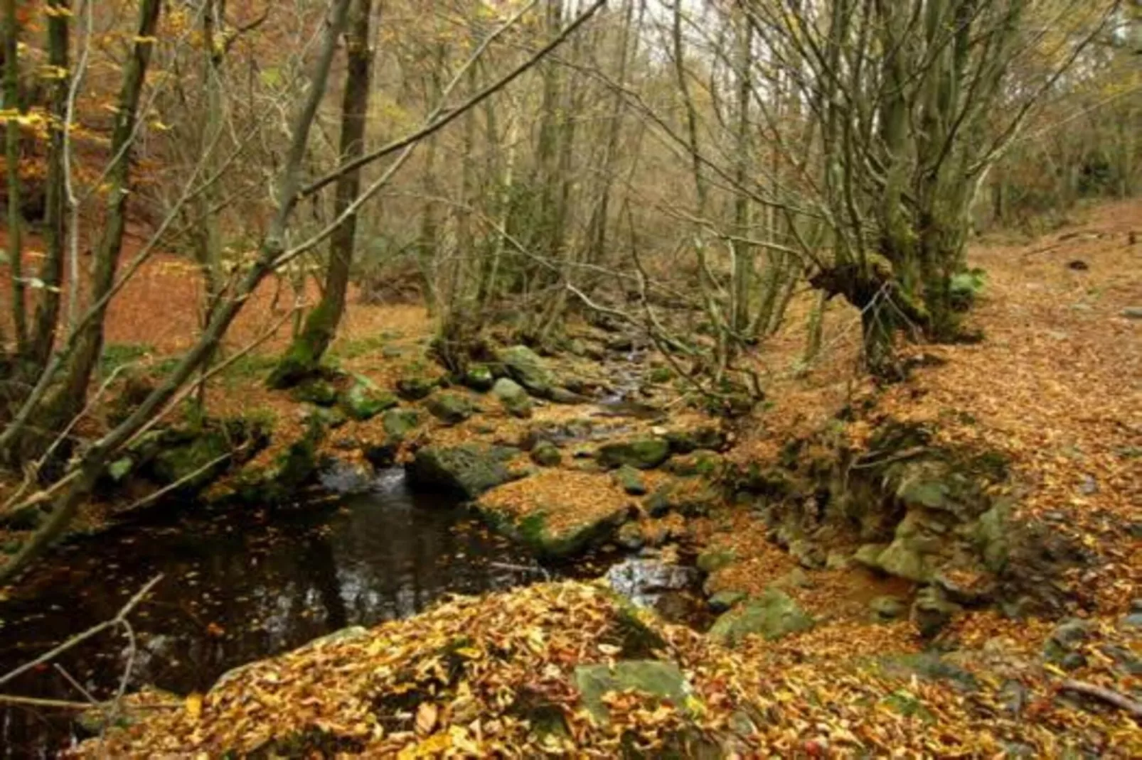 La lavande-Gebieden zomer 20km
