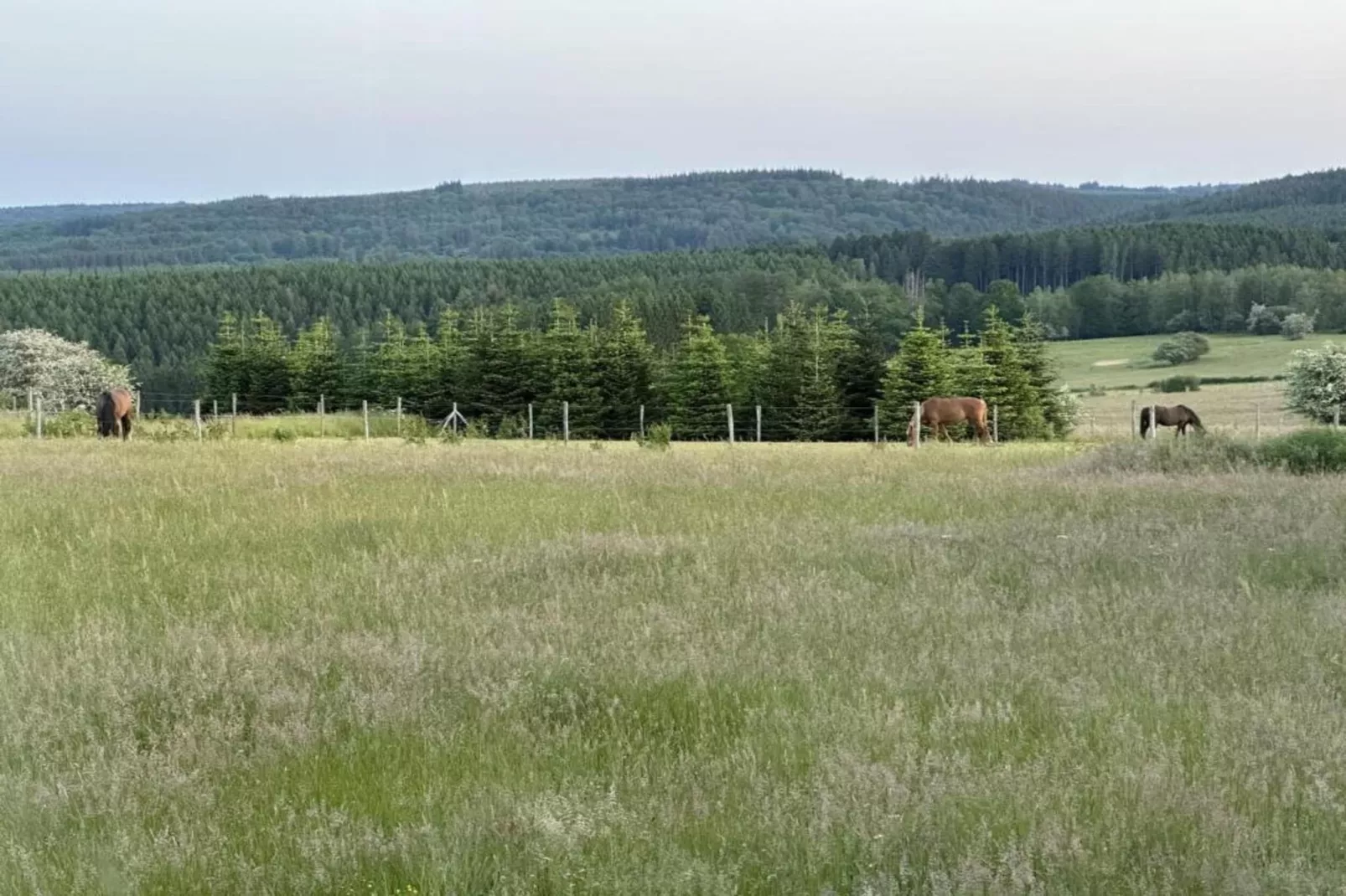 Petit Wilogne-Gebieden zomer 5km
