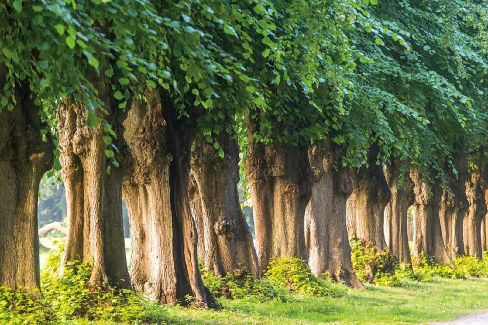 Wiesenblick-Gebieden zomer 20km