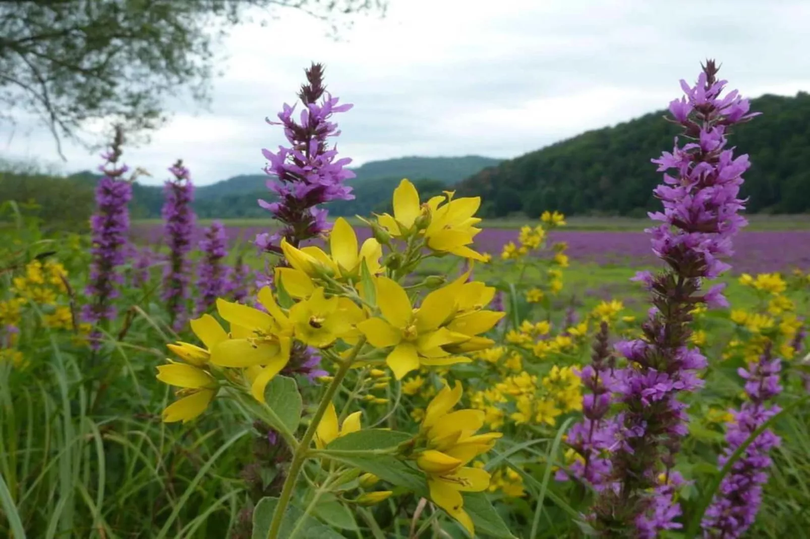 Villa Türmchen-Gebieden zomer 5km