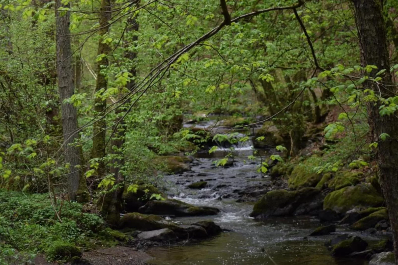 Schwalbennest-Gebieden zomer 5km