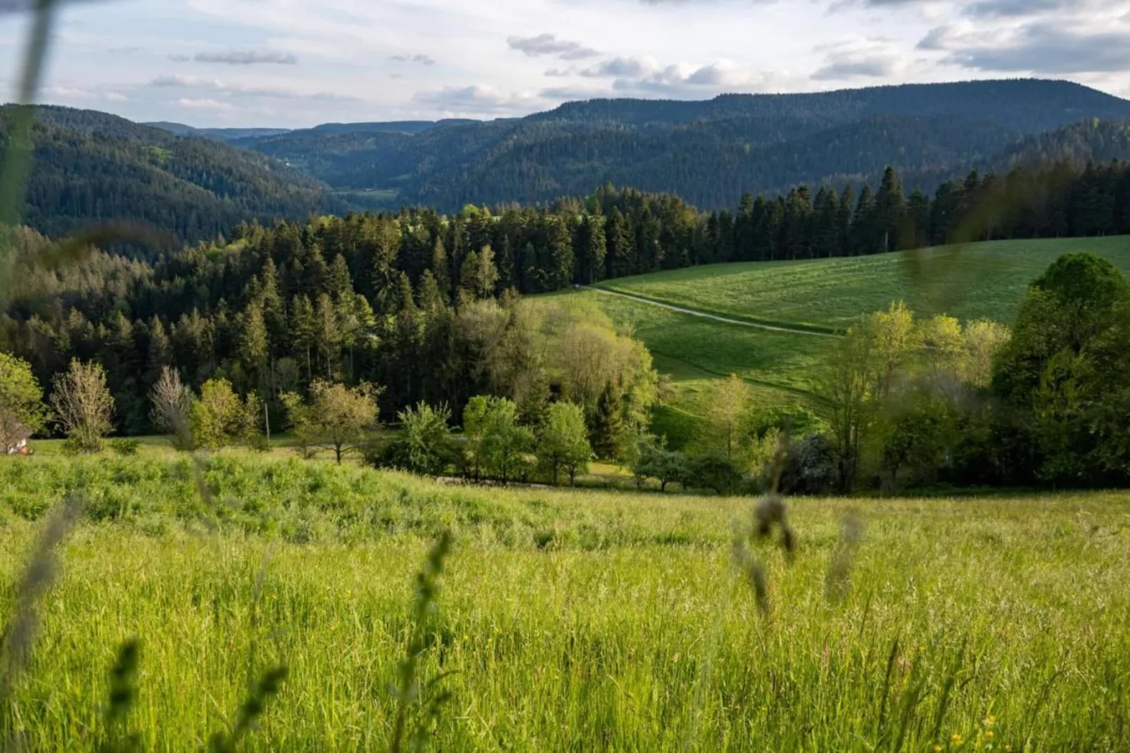 Schwarzwald-Gebieden zomer 20km