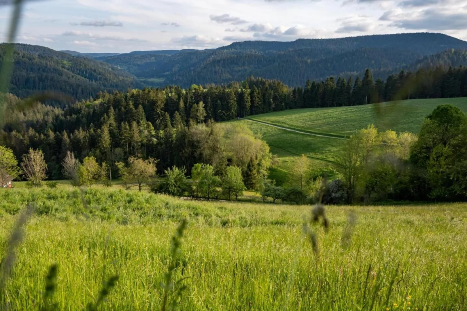 Schwarzwald-Gebieden zomer 20km