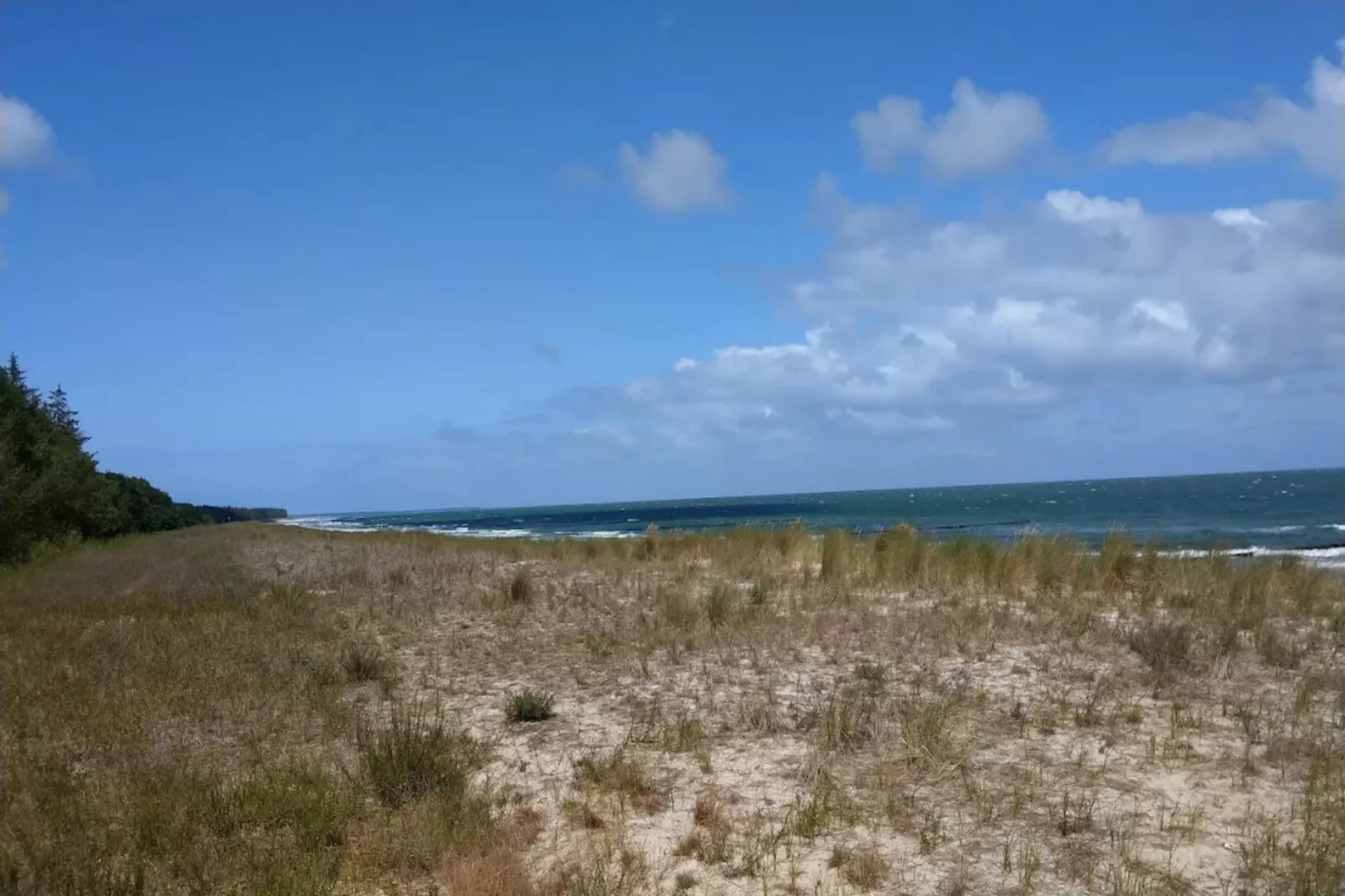 Schilfrohrsänger 51-Gebieden zomer 1km