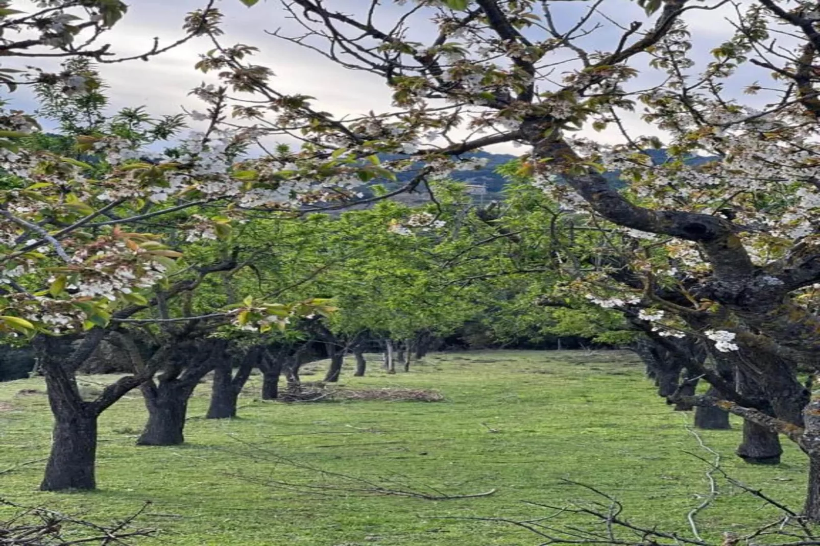 Cobert de l'Era-Gebieden zomer 20km