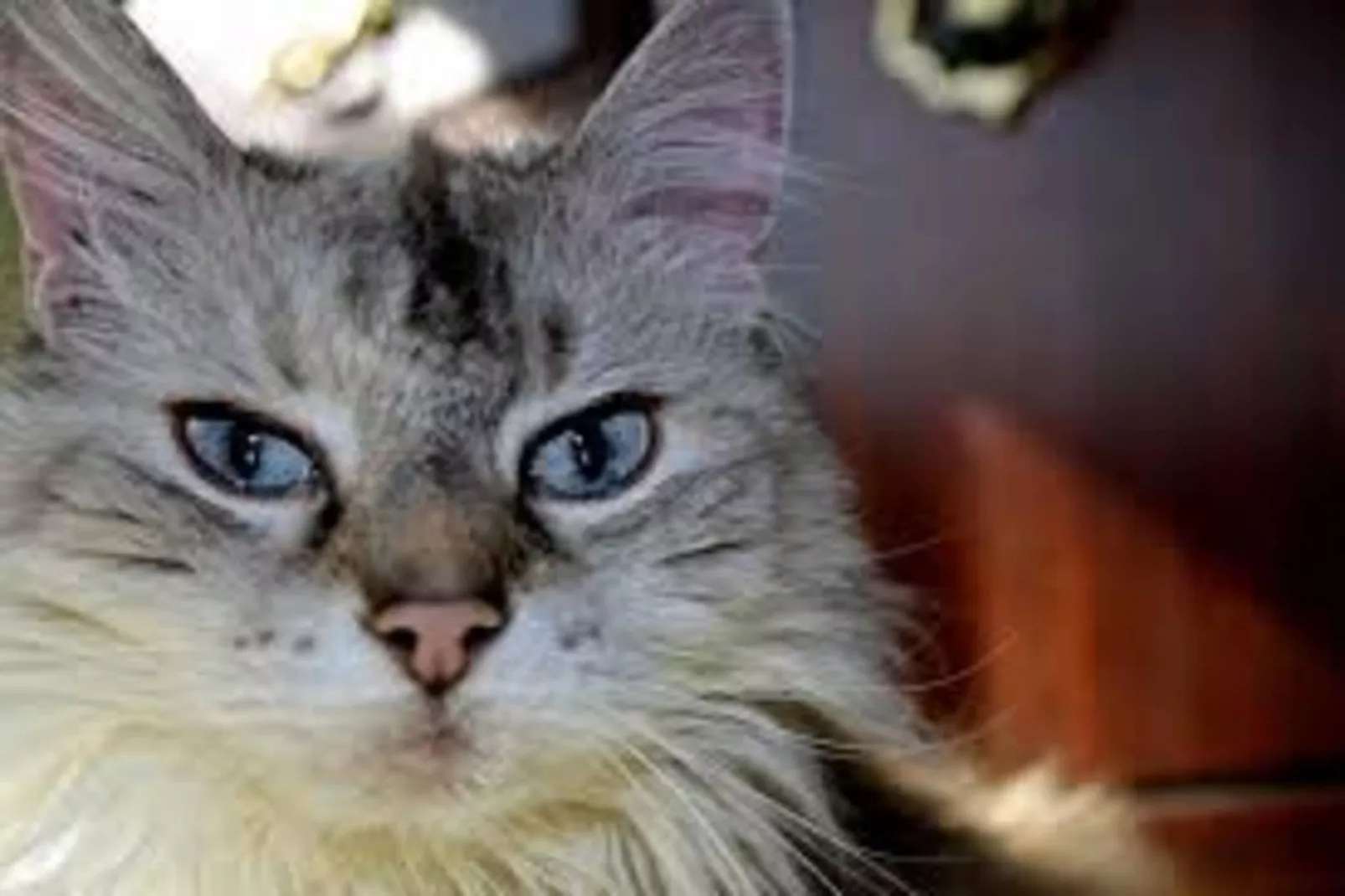 Apt 5 pers piscine partagée -  Jessica-Wellness