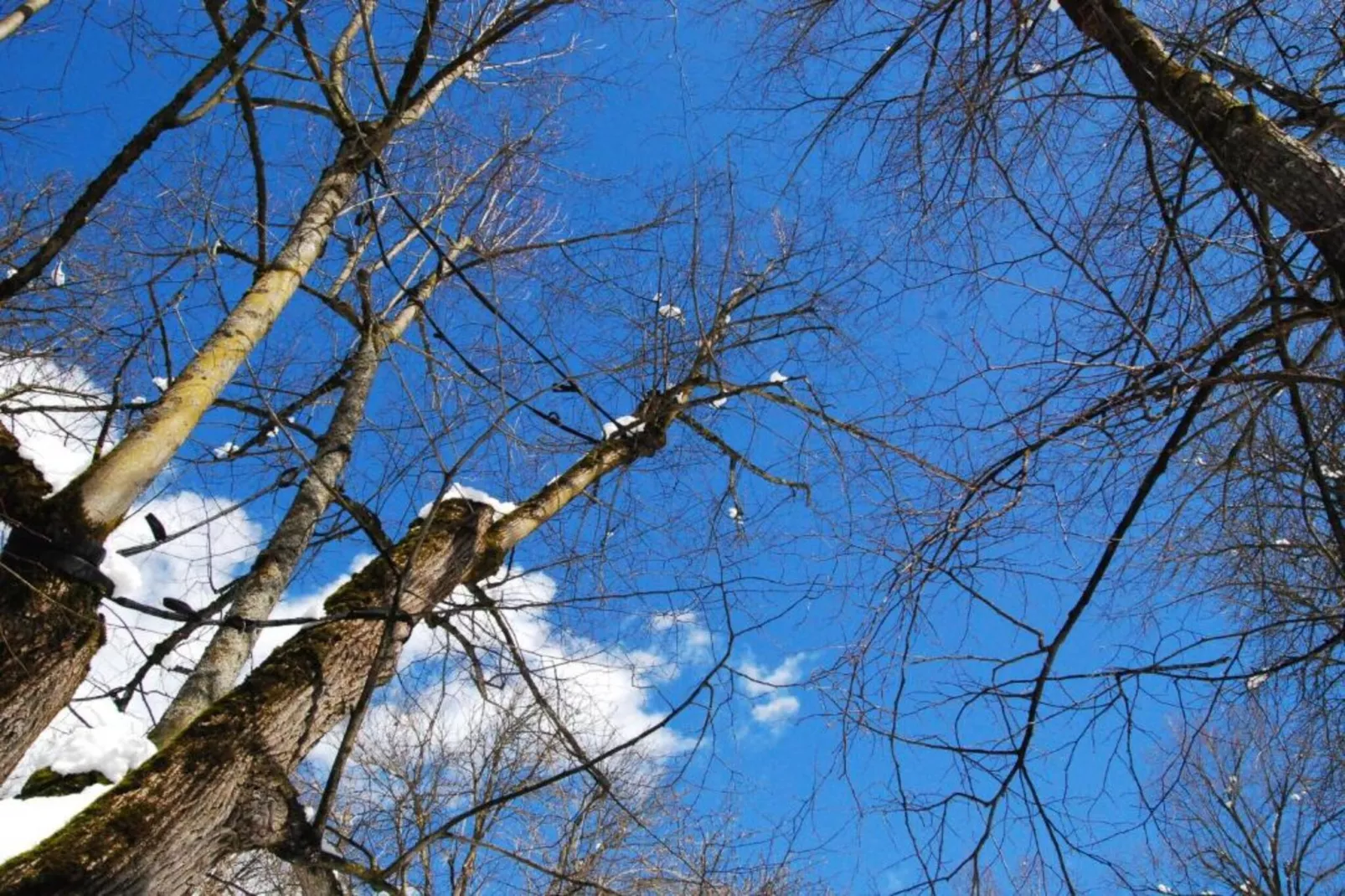 Negritella Trilo Sei-Gebied winter 20km