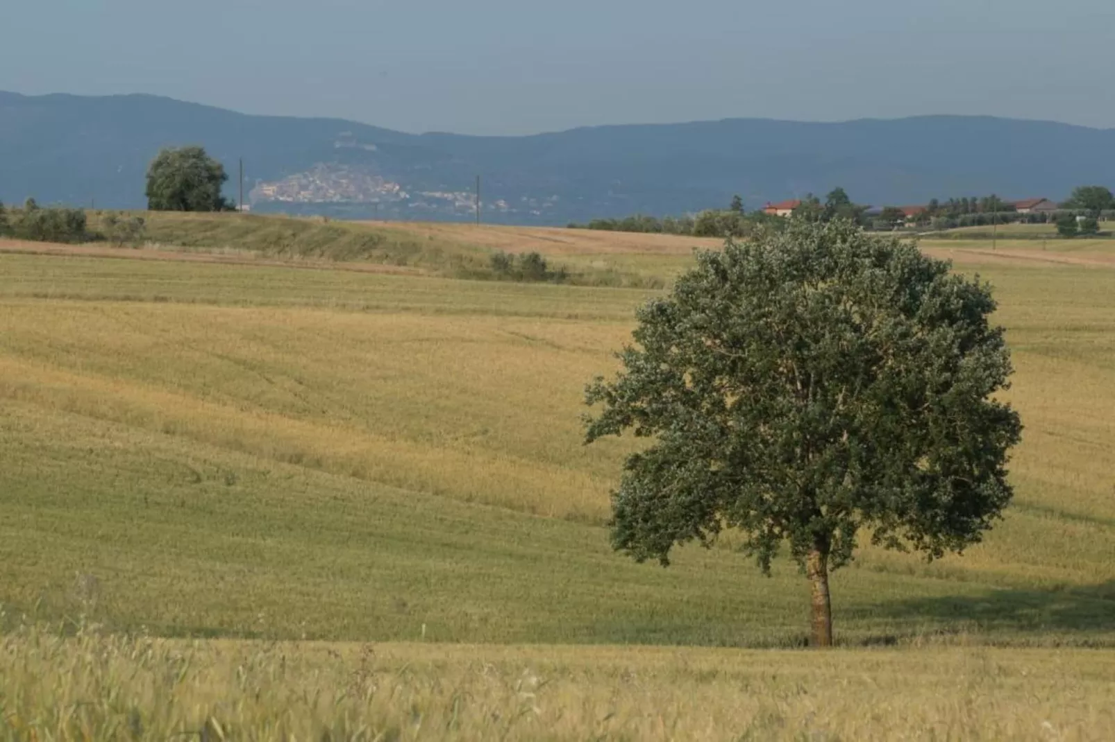 Cicerchia-Gebieden zomer 20km