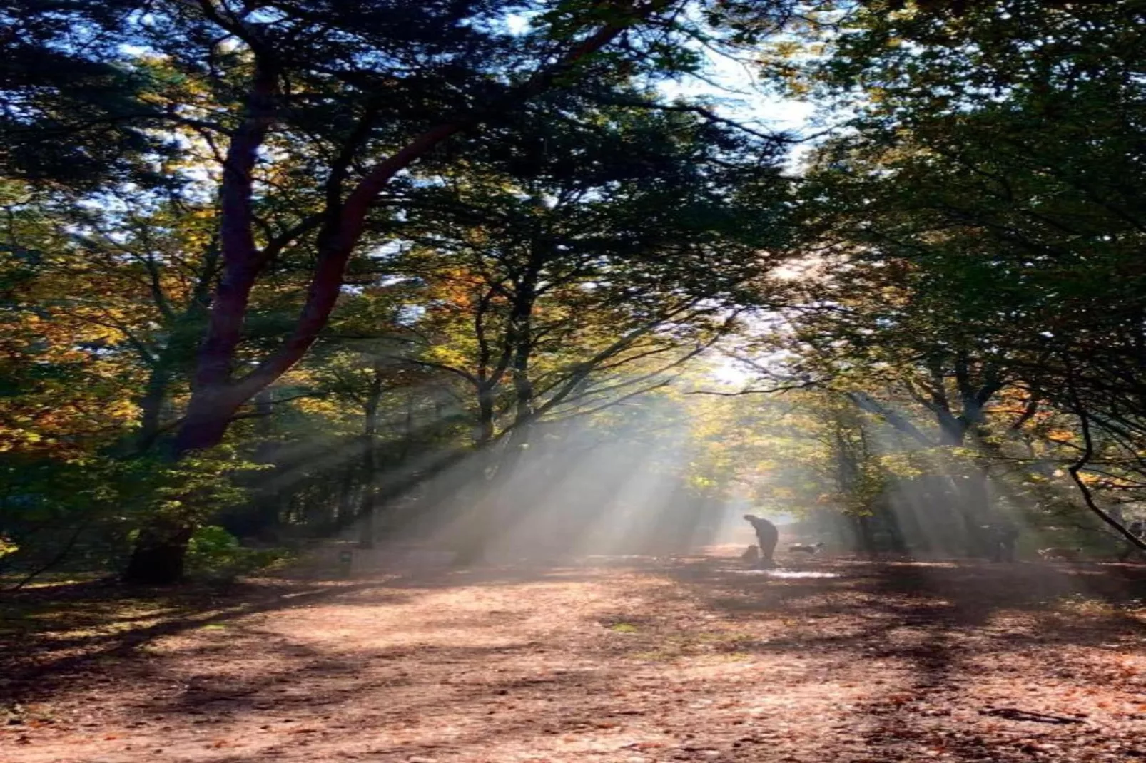 Bospark 't Wolfsven 15-Gebieden zomer 5km