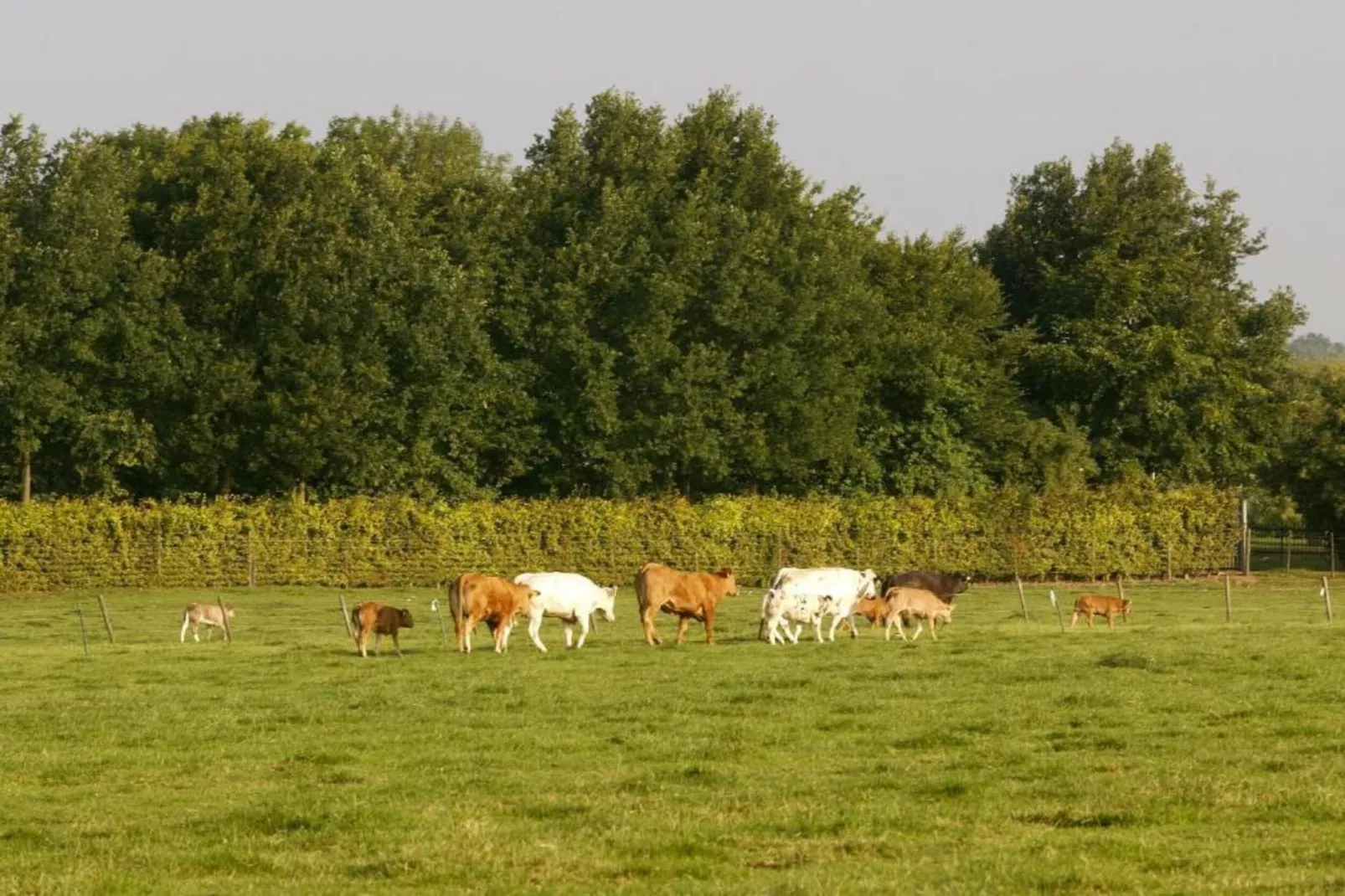 Resort Mooi Bemelen 9-Gebieden zomer 20km