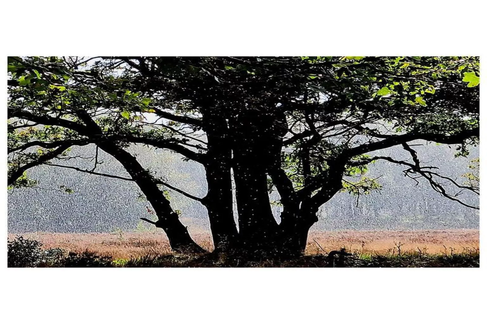 RCN de Jagerstee 3-Gebieden zomer 20km