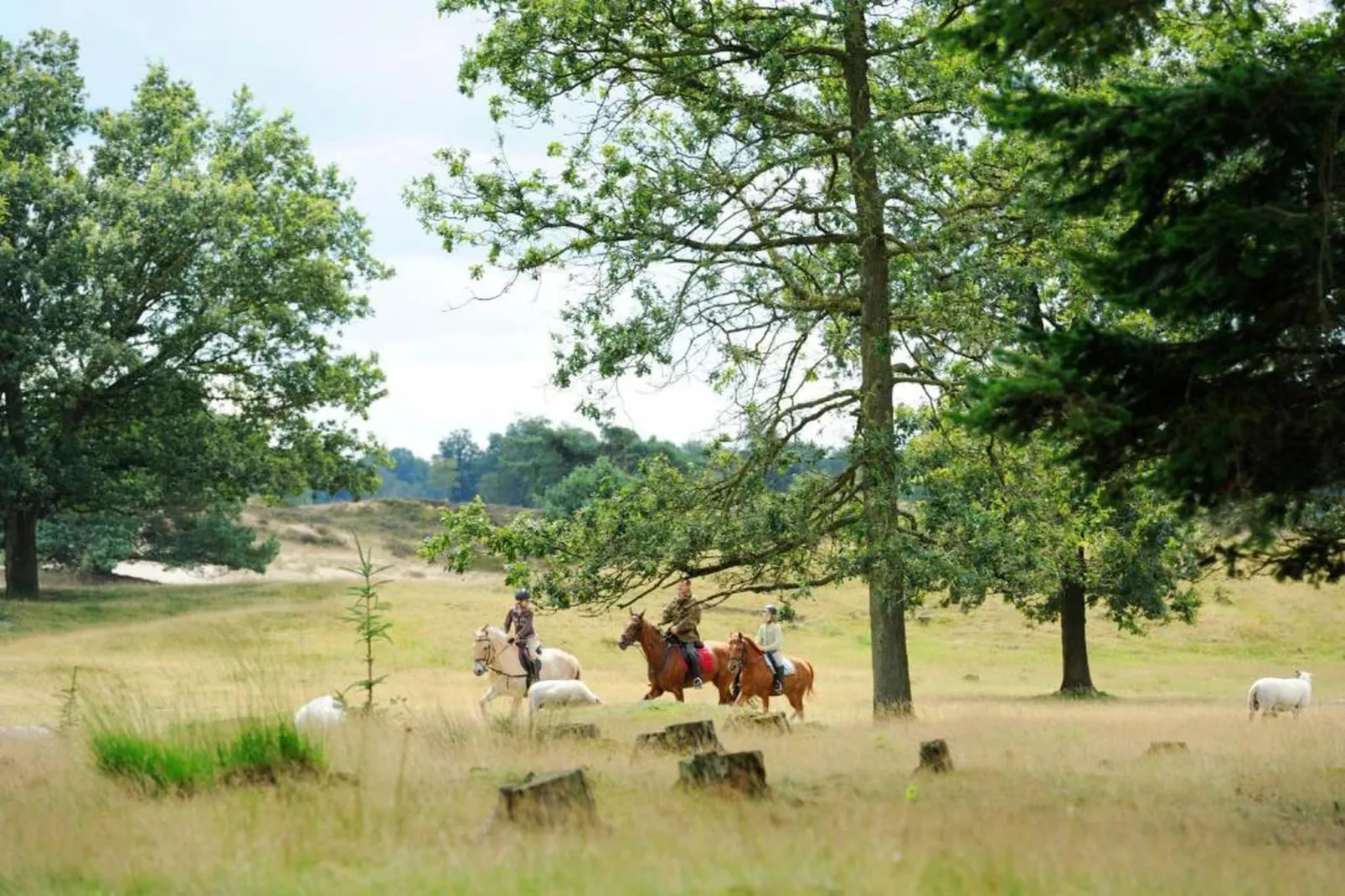 RCN Vakantiepark de Roggeberg 5-Gebieden zomer 20km