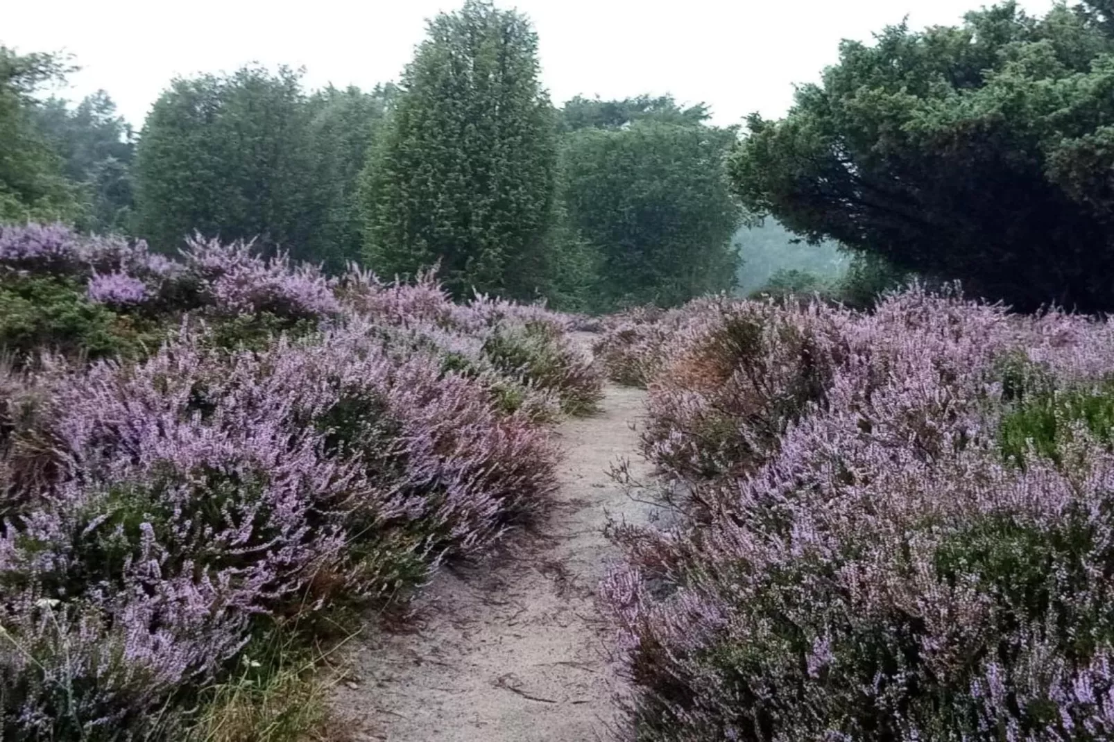De Drentsche Patrijs-Gebieden zomer 20km