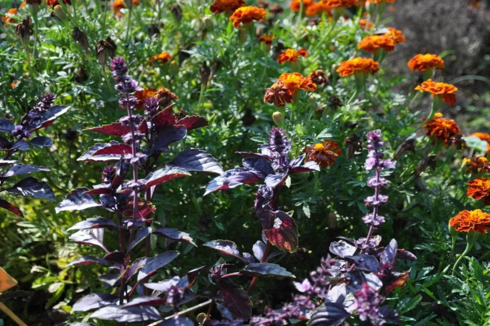 La Queue du Loup-Gebieden zomer 20km