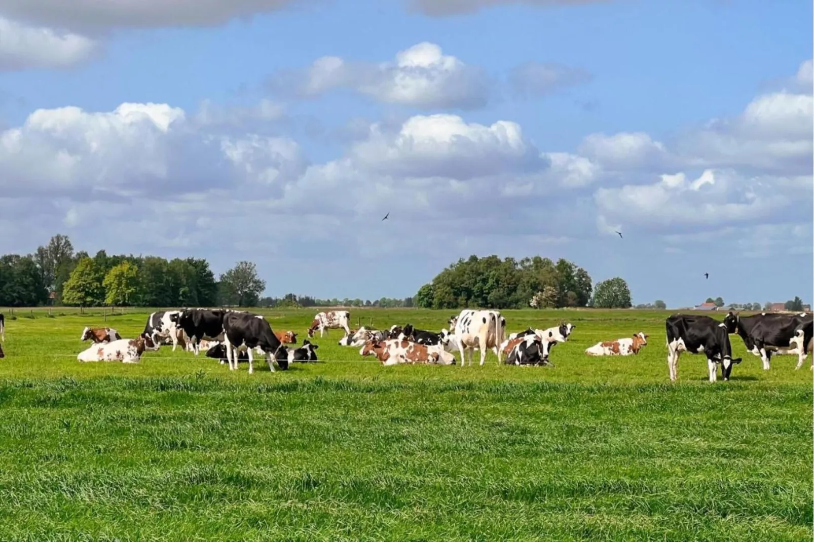 Friese Meren Villa's 20-Gebieden zomer 20km
