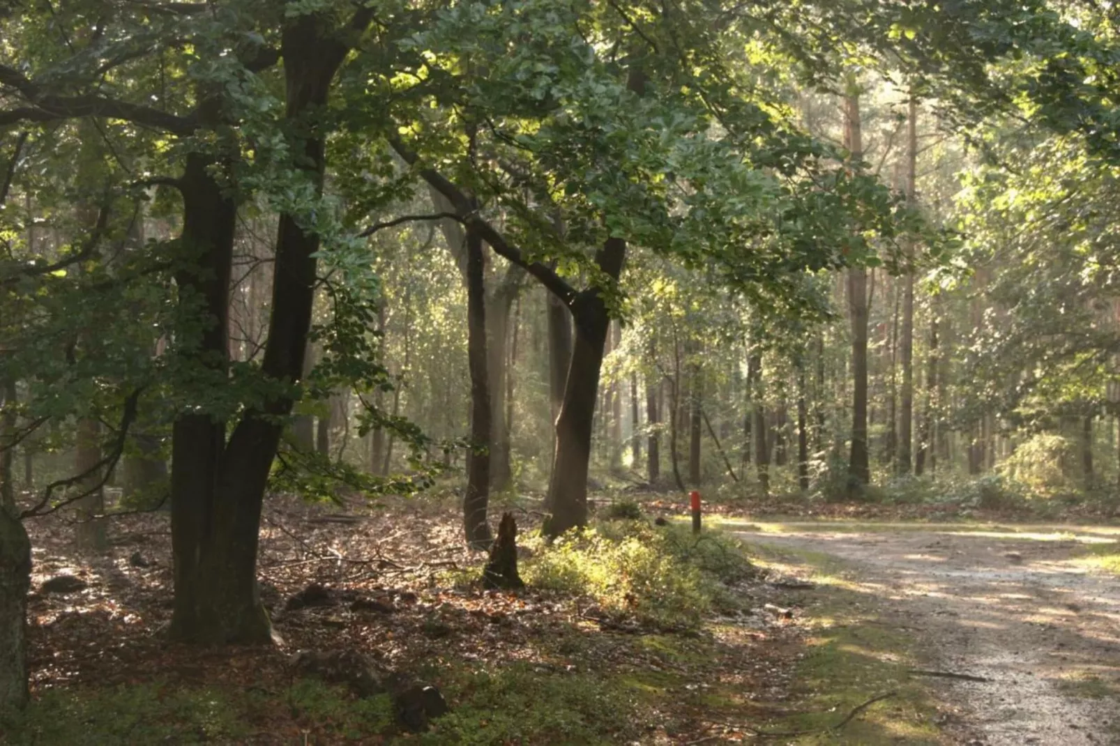 Dwergarend 17-01 - Gebieden zomer 20km