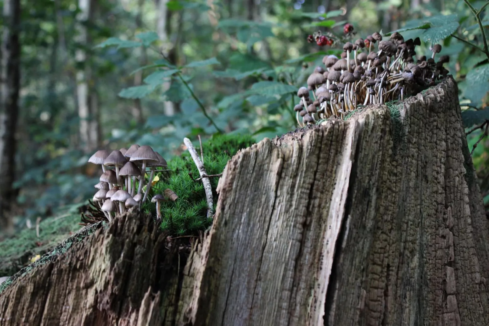 Dwergarend 17-05-Gebieden zomer 20km